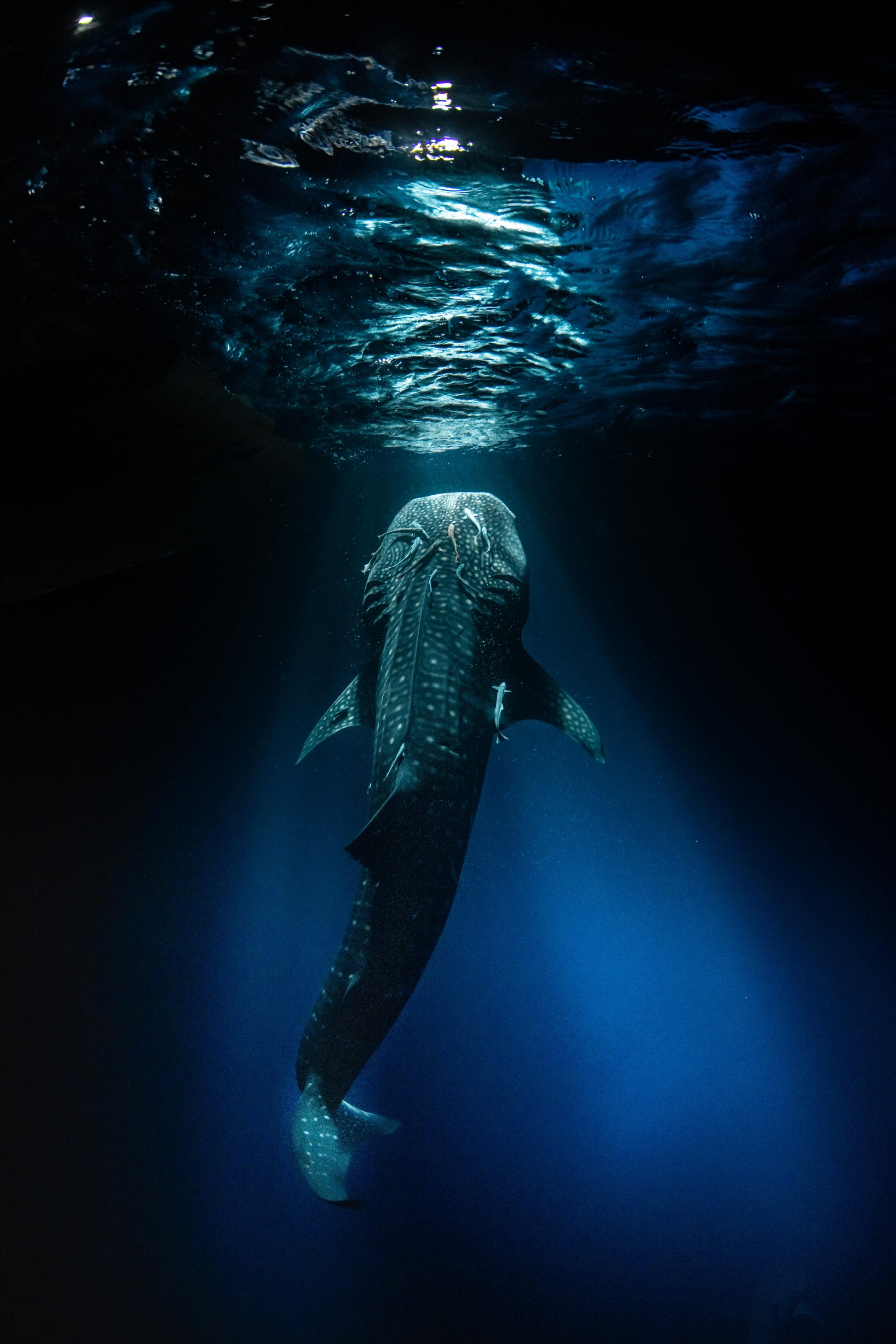 A photo taken by Lorenz in the Maldives in 2021. Photo: Simon Lorenz