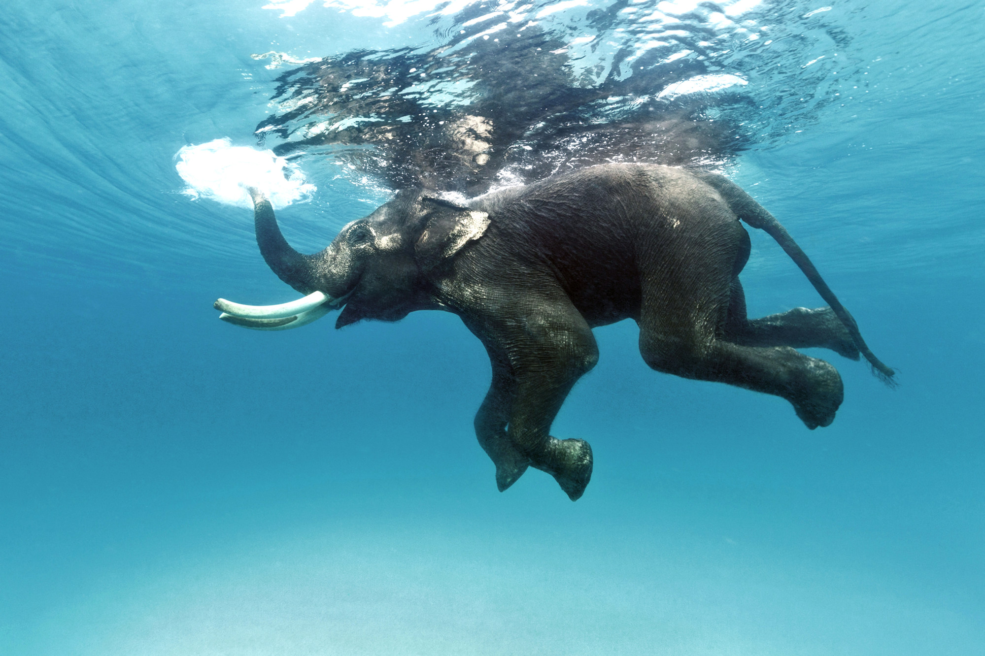 A shot of the elephant Rajan swimming by Verma. Photo: Sumer Verma