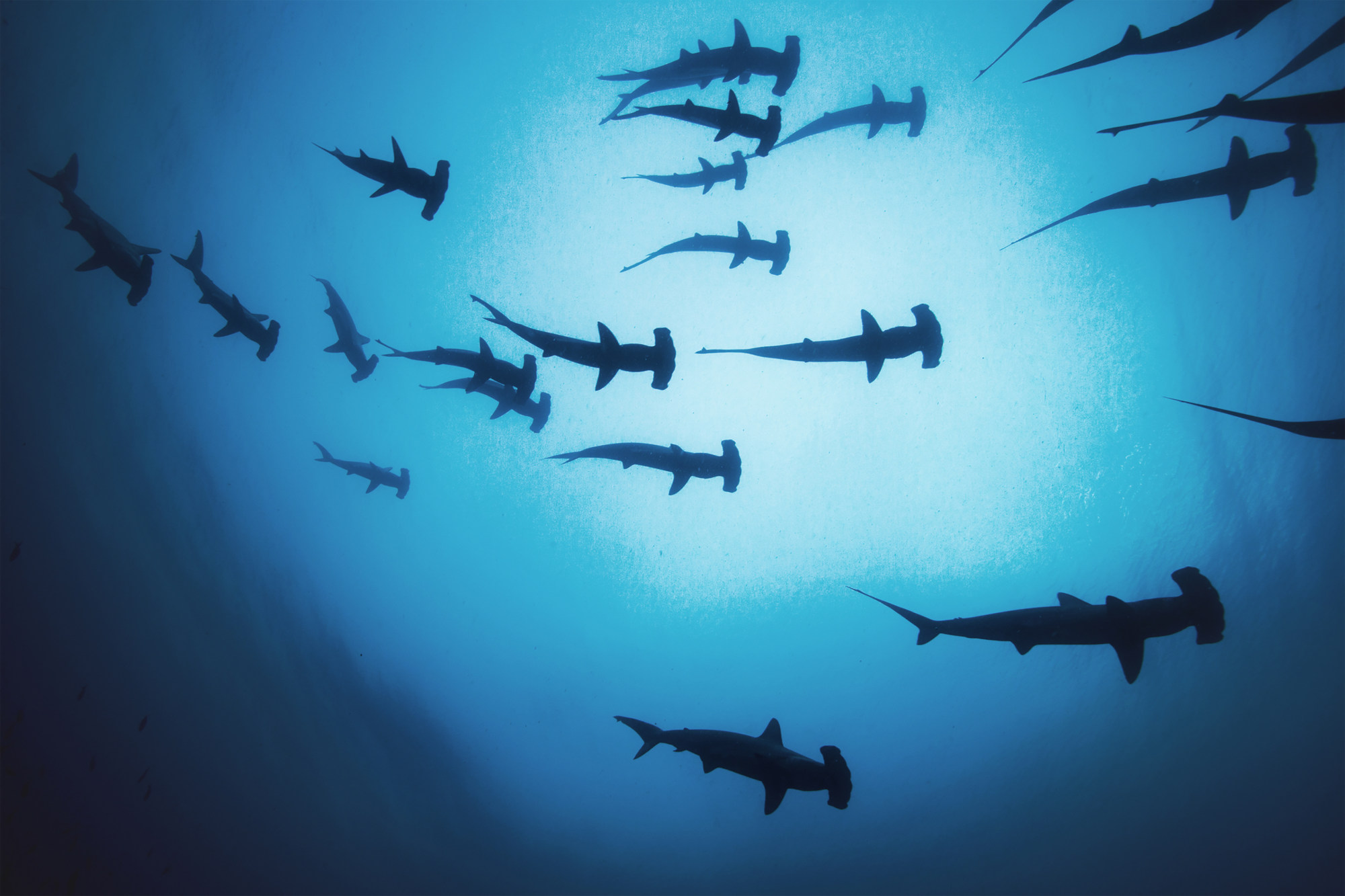 A school of hammerhead sharks. Photo: Sumer Verma