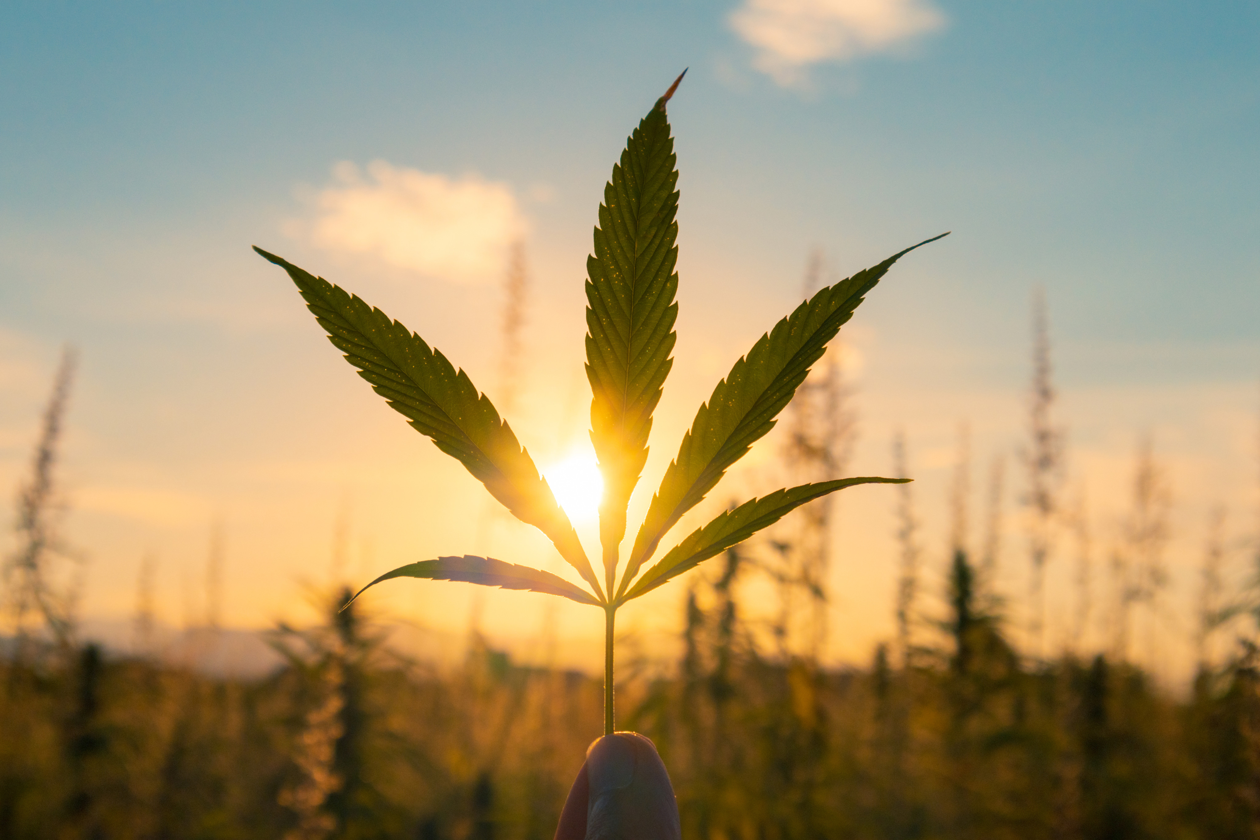 CBD, a non-psychoactive compound found in cannabis (above), has been banned in Hong Kong as a dangerous drug, even as other countries increasingly allow its use. There is a need for more human testing, say experts, who generally believe it is non-toxic. Photo: Shutterstock