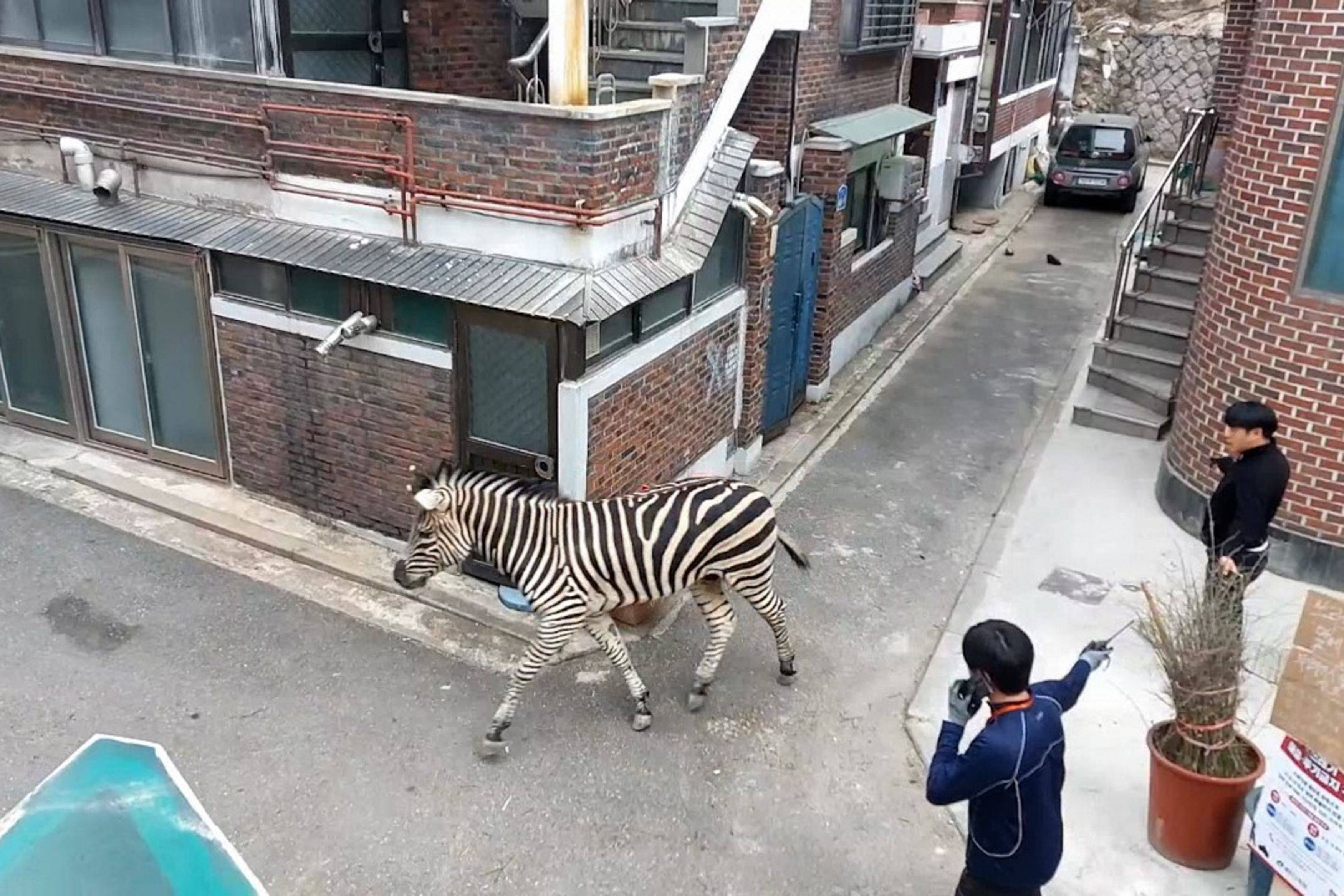 Sero the zebra walks past handlers after escaping from his pen at the Seoul Children’s Grand Park. Photo: AFP