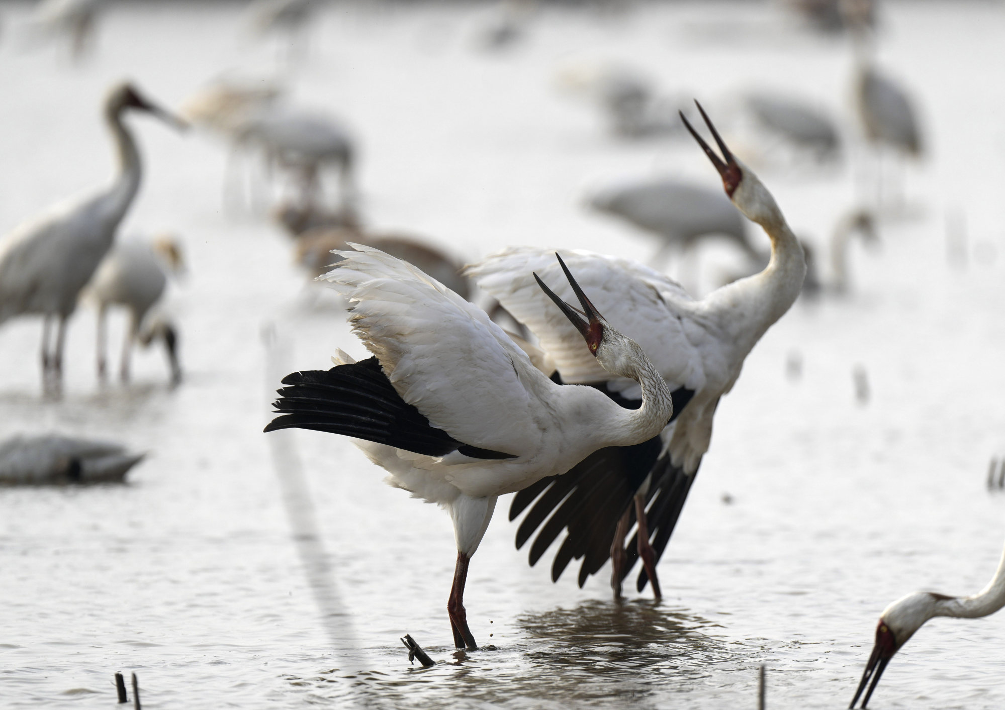 How conservation efforts breathed new life into South Korea’s Suncheon ...