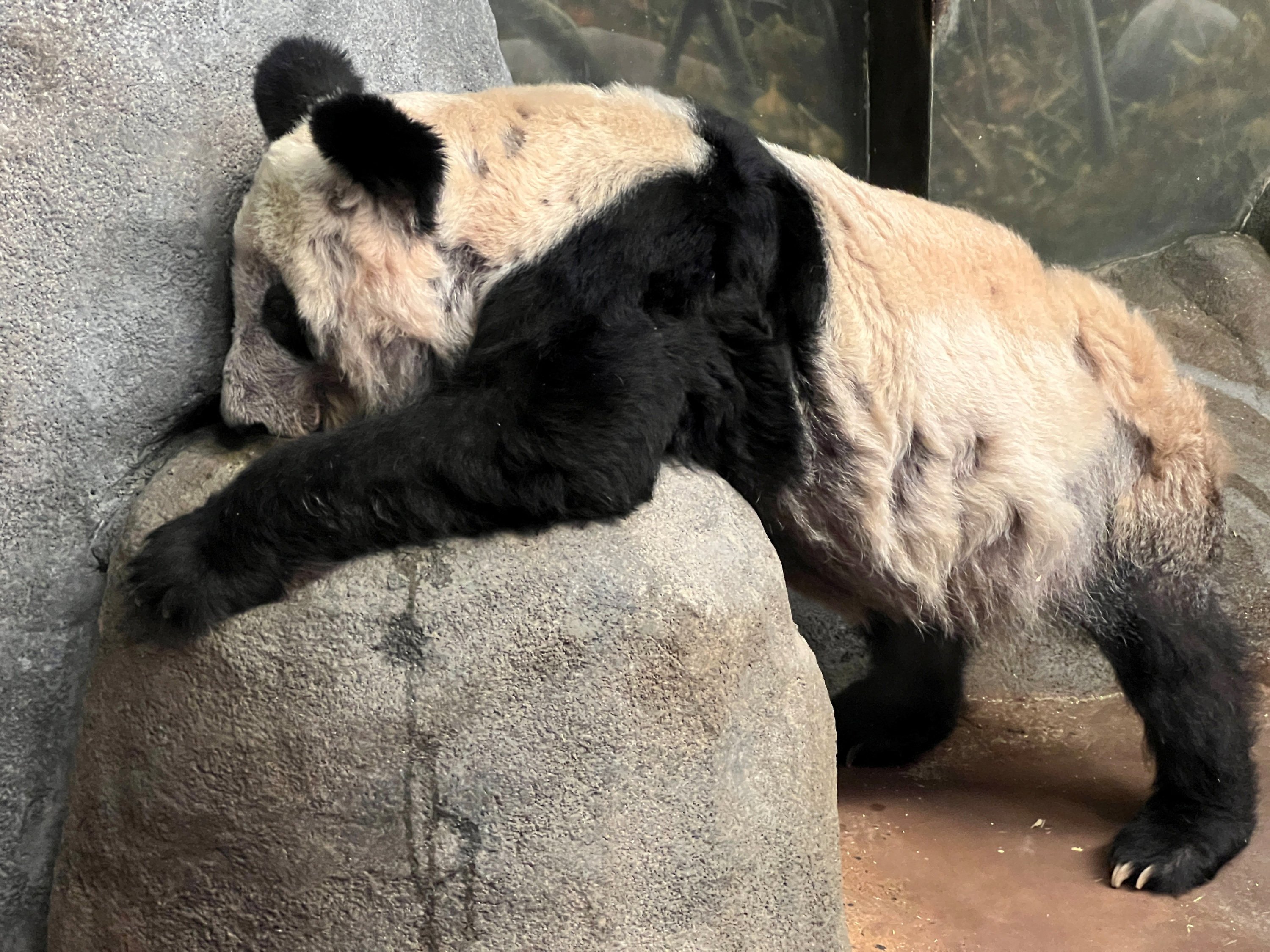 Ya Ya the panda returns home to China from Memphis Zoo