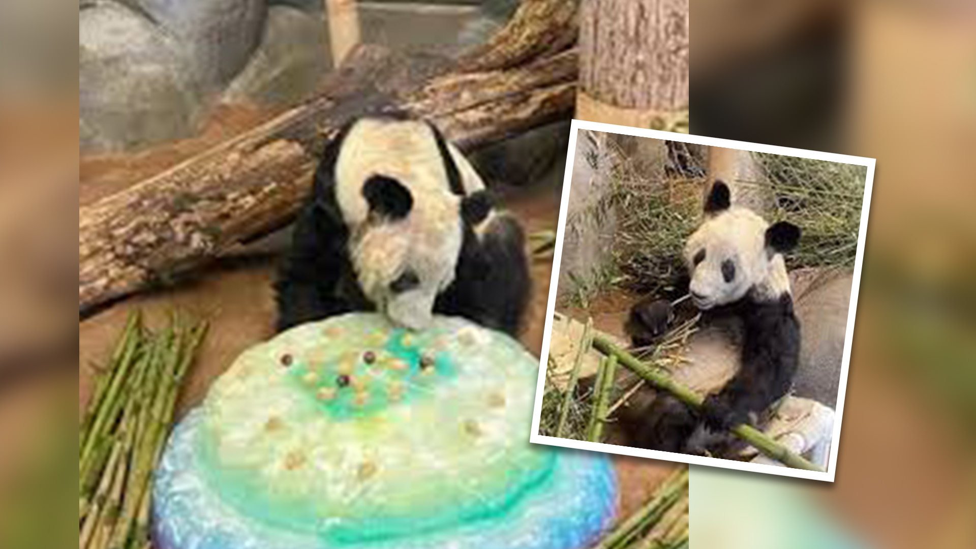 1-year-old panda cub gets 200-lb. ice cake for birthday