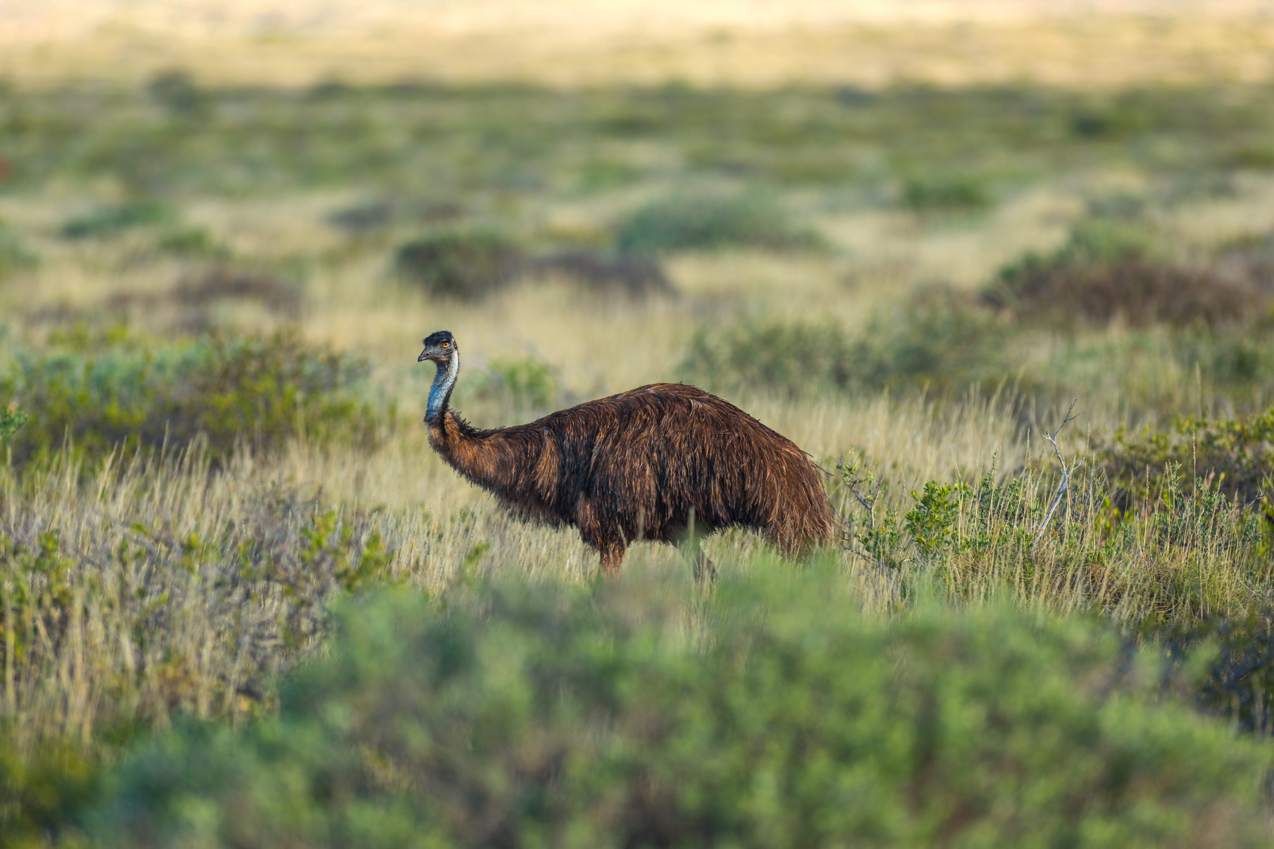 An emu in the Cape Range National Park, near Exmouth, Western Australia. Photo: Tourism Western Australia