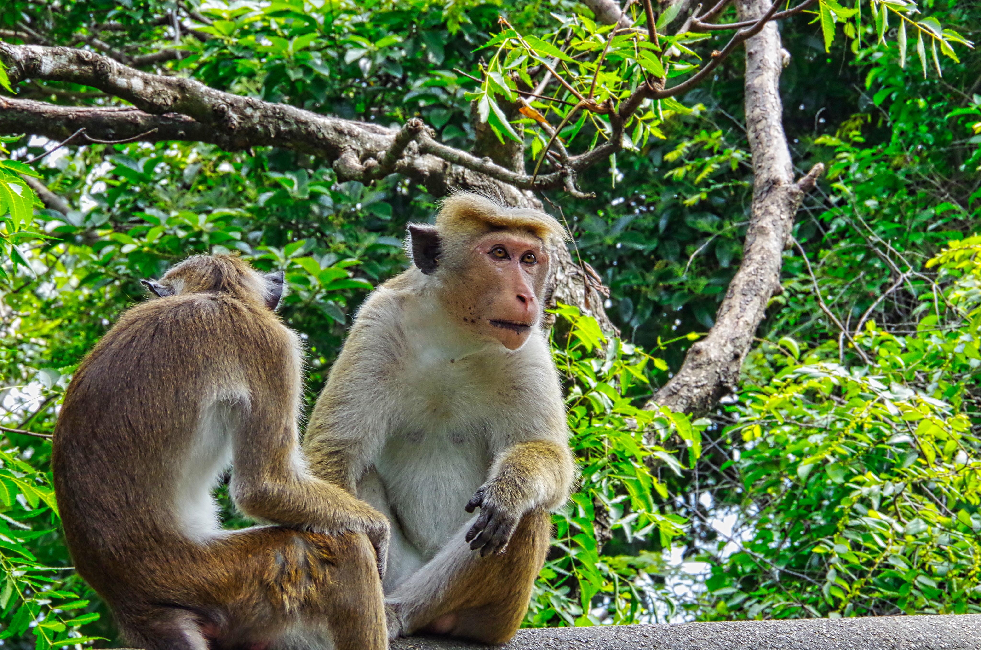 Toque macaques are officially estimated to number between two million and three million in Sri Lanka. Photo: Shutterstock