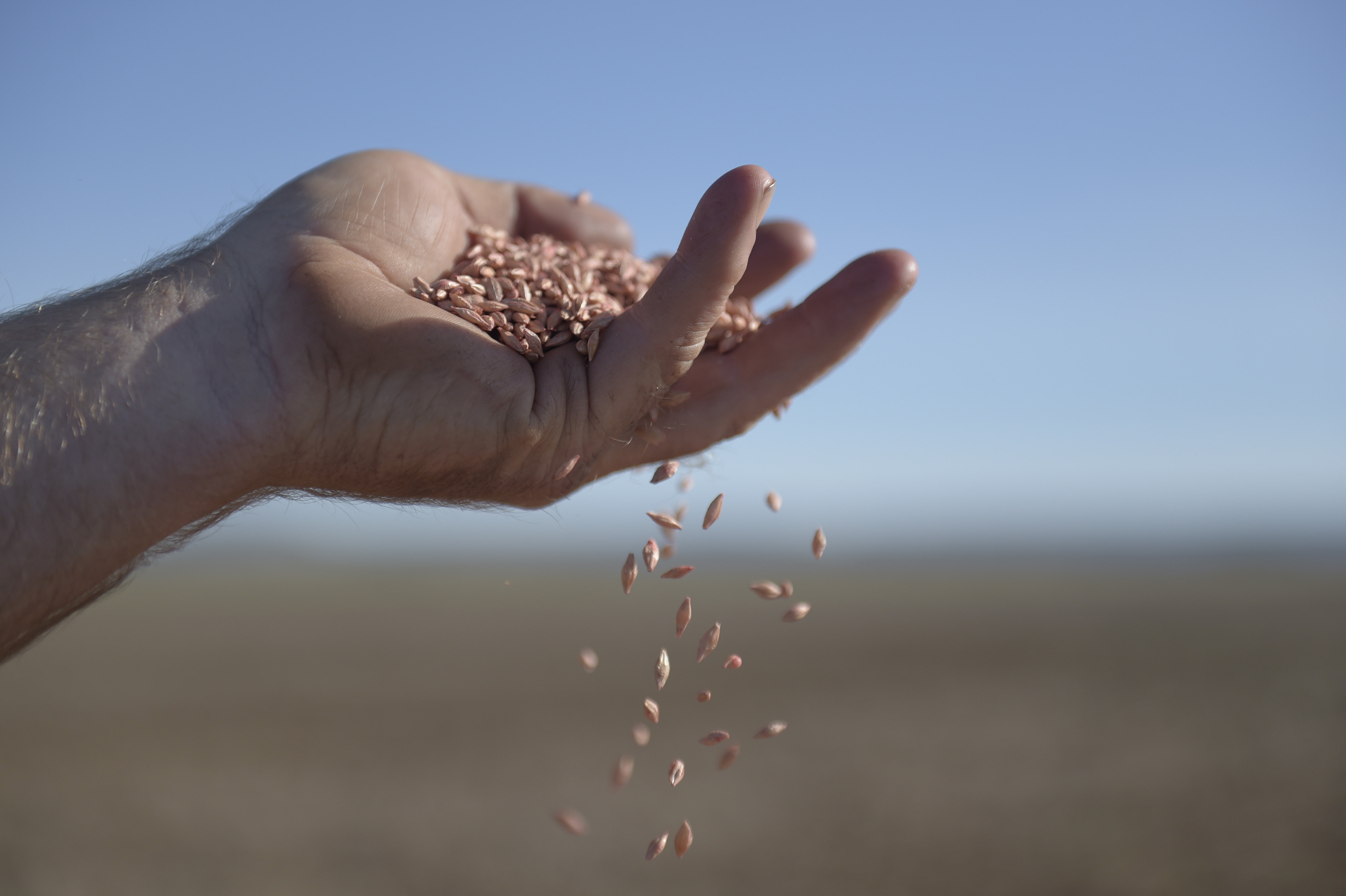 Australian Foreign Minister Penny Wong said on Tuesday that Australia would suspend a case at the World Trade Organization over duties on barley, while China hastens a review into the tariffs. Photo: Bloomberg