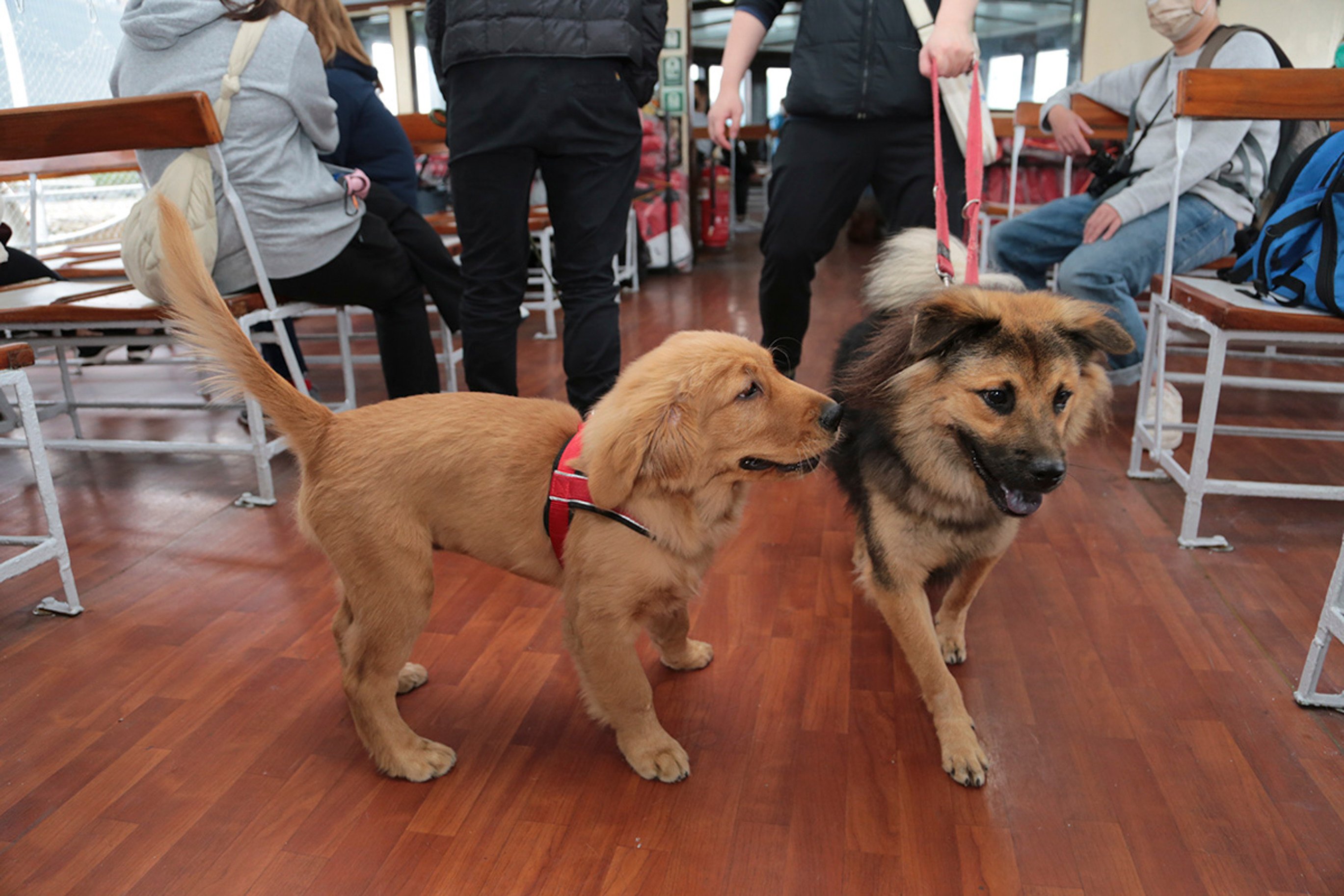 “DOG DOG Shipcation”, which will see a two-day lifting of the Star Ferry’s ban on pet dogs, allowing them on special cruises, aims to open up conversations about the need for more pet-friendly transport in Hong Kong. Photo: SPCA