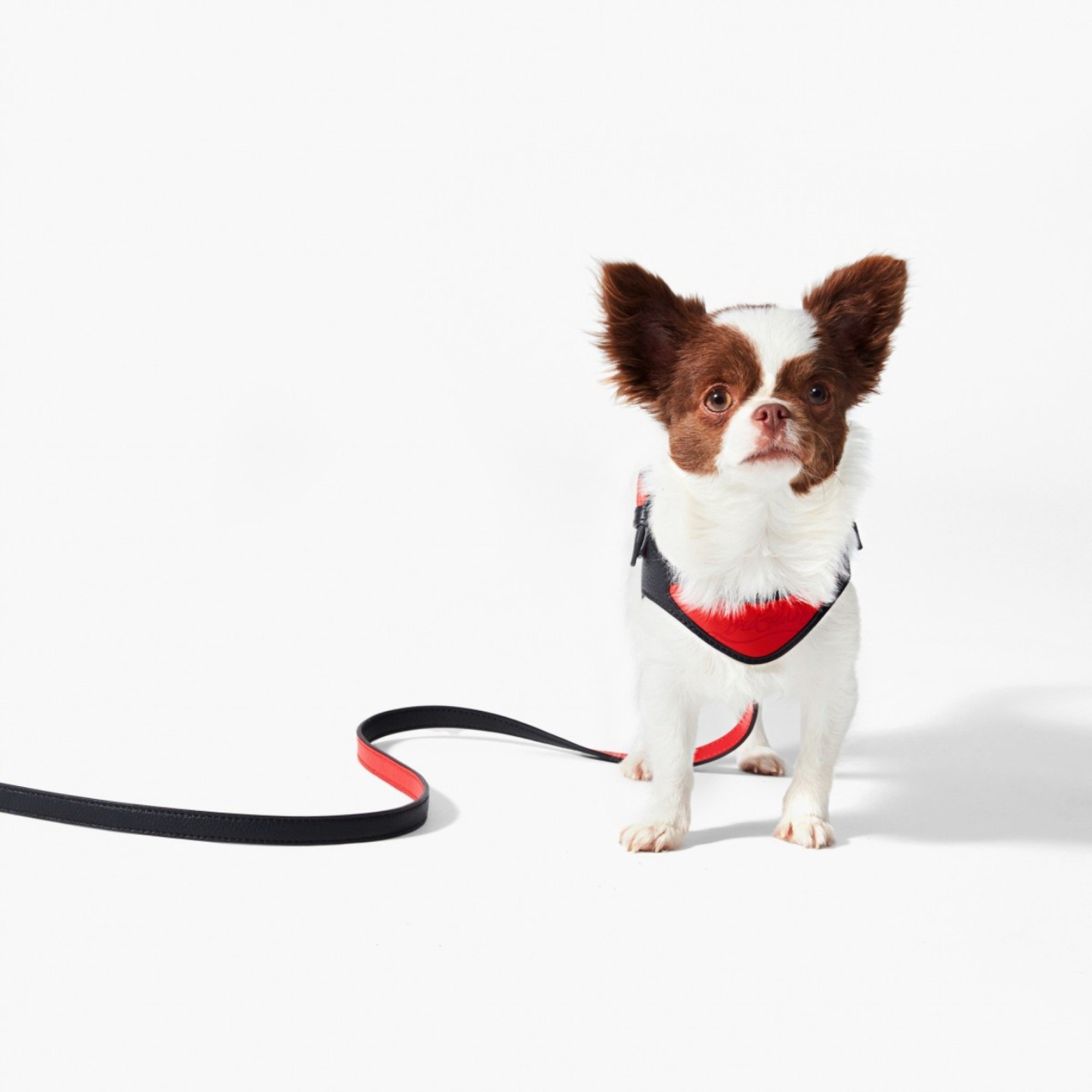 4 luxury brands to twin with your pampered pooch: from Louis Vuitton's chic dog  leash and Gucci's monogrammed pet carrier bags to Prada's posh collar and  Christian Louboutin's stylish harnesses