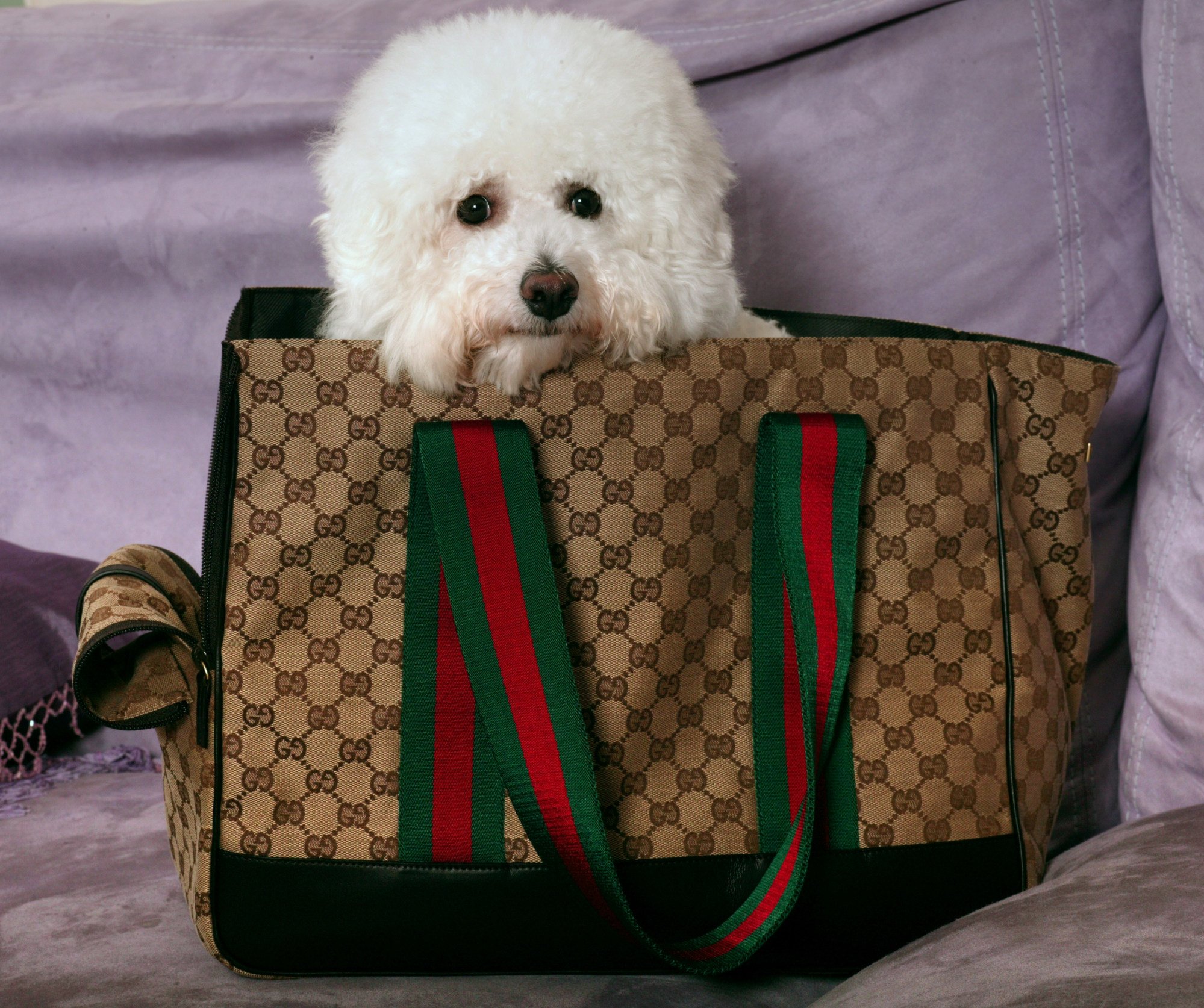 4 luxury brands to twin with your pampered pooch: from Louis Vuitton's chic  dog leash and Gucci's monogrammed pet carrier bags to Prada's posh collar  and Christian Louboutin's stylish harnesses