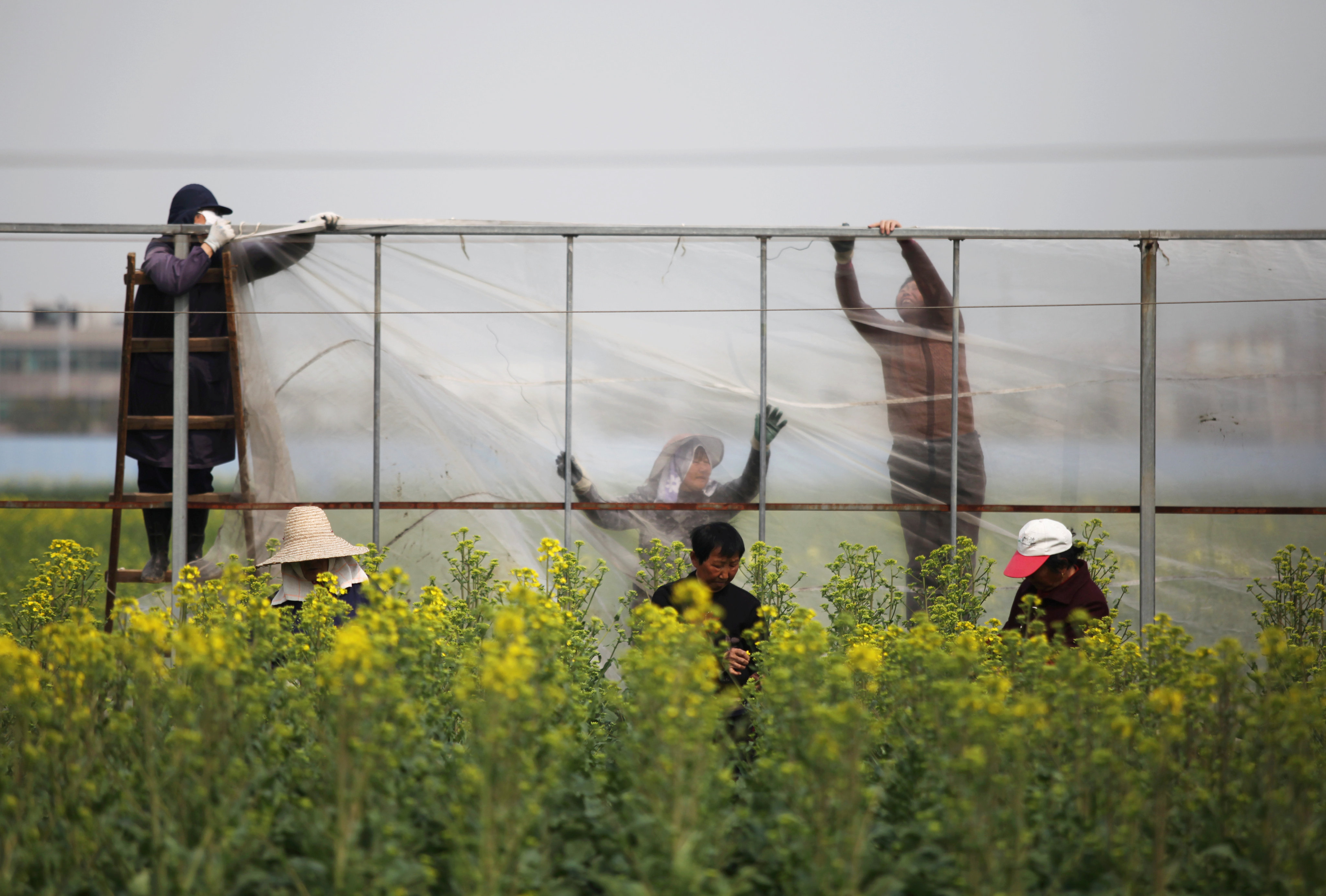 Chinese farmers put up plastic sheets near a rapeseed field. Photo: Reuters