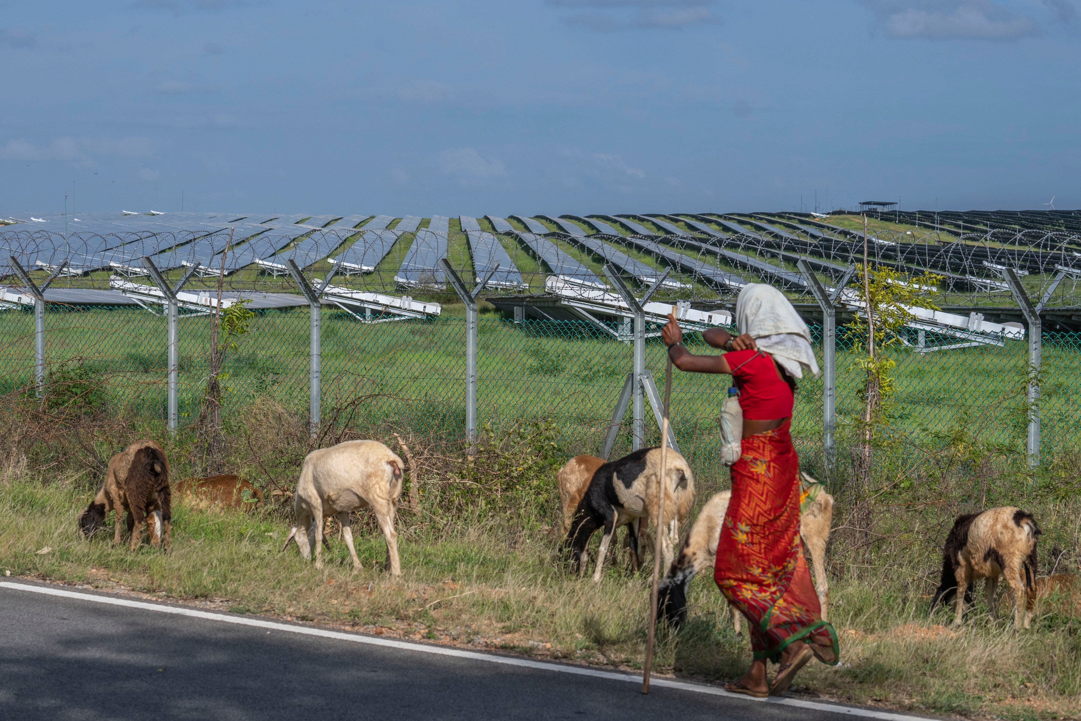 A woman grazes sheep near a solar power plant in the southern Indian state of Karnataka in 2022. Photo: AP 