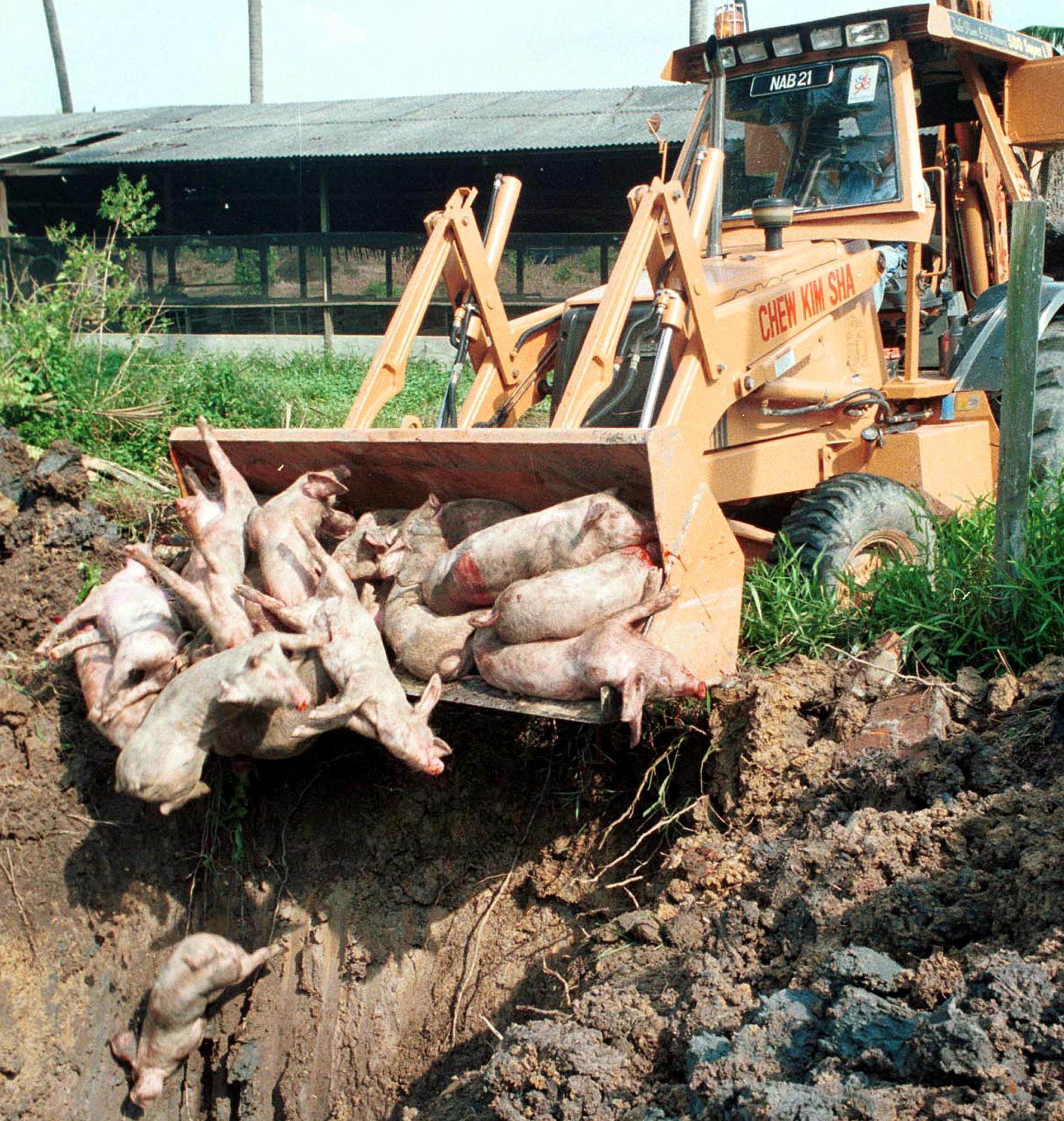 An excavator dumps dead pigs into a pit after killing them at a pig farm in Port Dickson in the south-western state of Negri Sembilan 02 March. Some 20,000 pigs will be killed to check the spread of the fetal Japanese encephalitis virus. AFP PHOTO  Upali ATURUGIRI (Photo by UPALI ATURUGIRI / AFP)