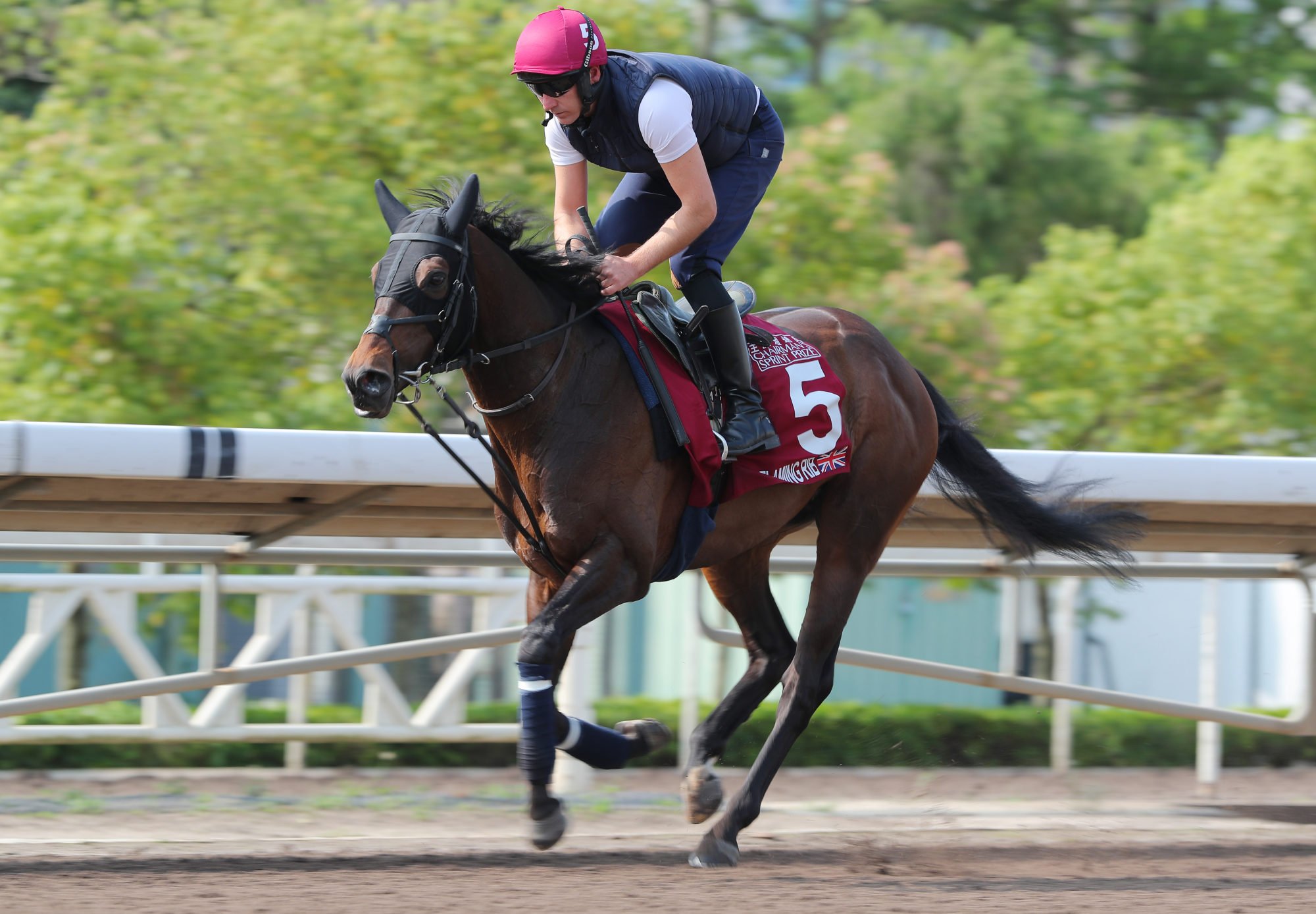 Flaming Rib gallops at Sha Tin on Wednesday morning.