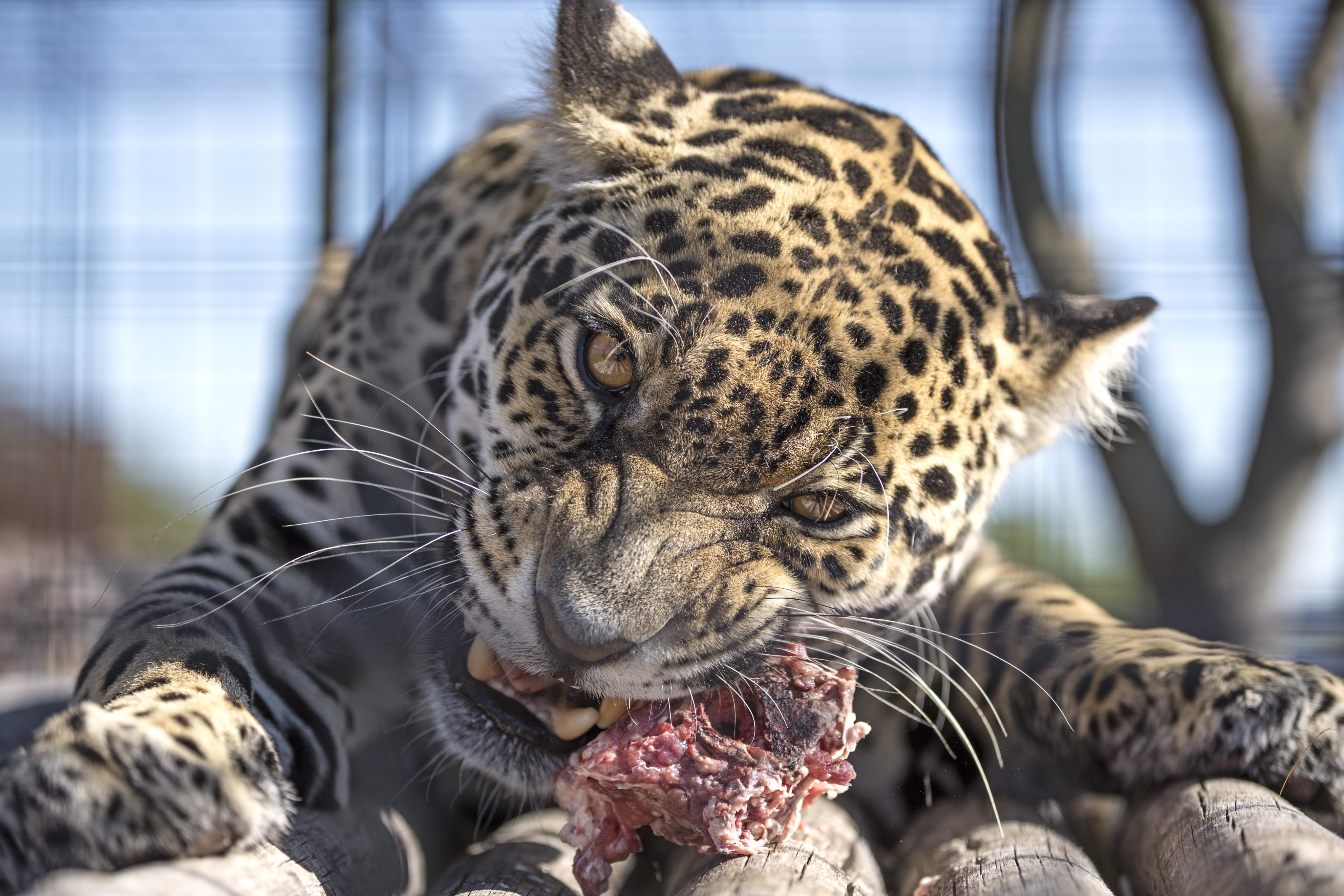 A jaguar at San Alonso in Argentina’s Ibera wetlands. Photo: Daniel Allen