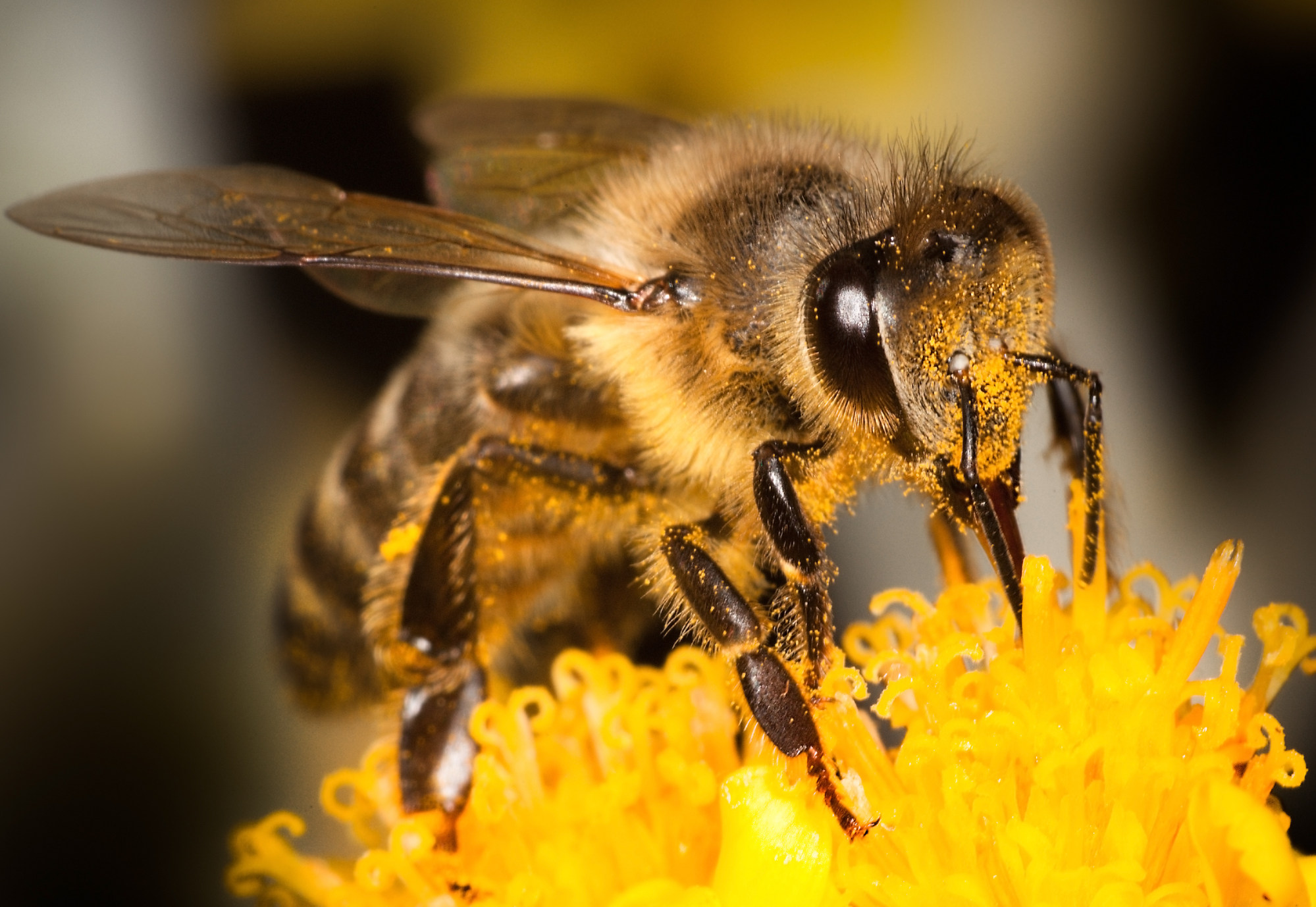 Bees are important to the global food supply, not just for the honey they produce but also for their pollination of a wide variety of crop species. Photo: Shutterstock