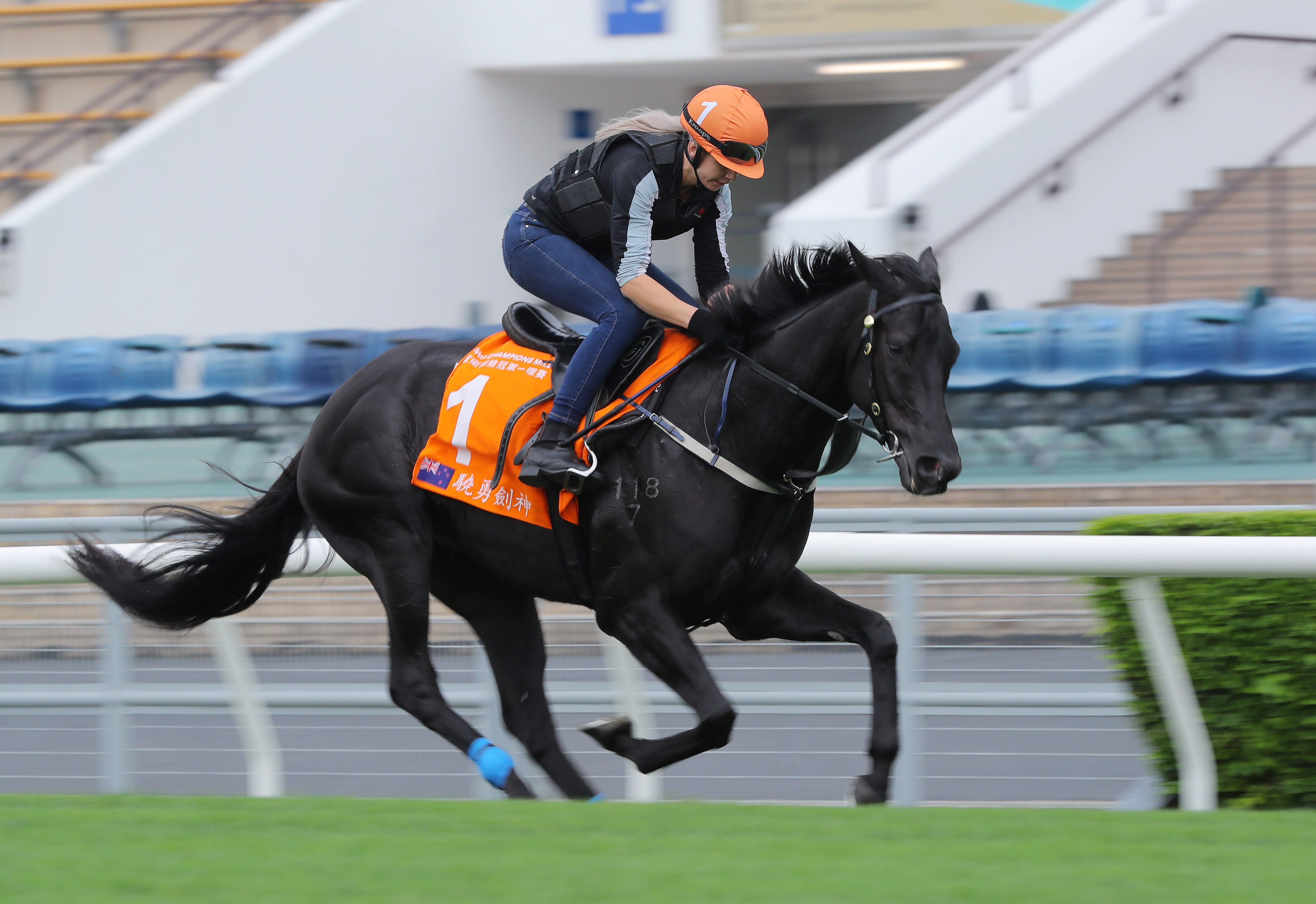 Group One FWD Champions Mile runner Aegon gallops at Sha Tin on Thursday morning. Photo: Kenneth Chan