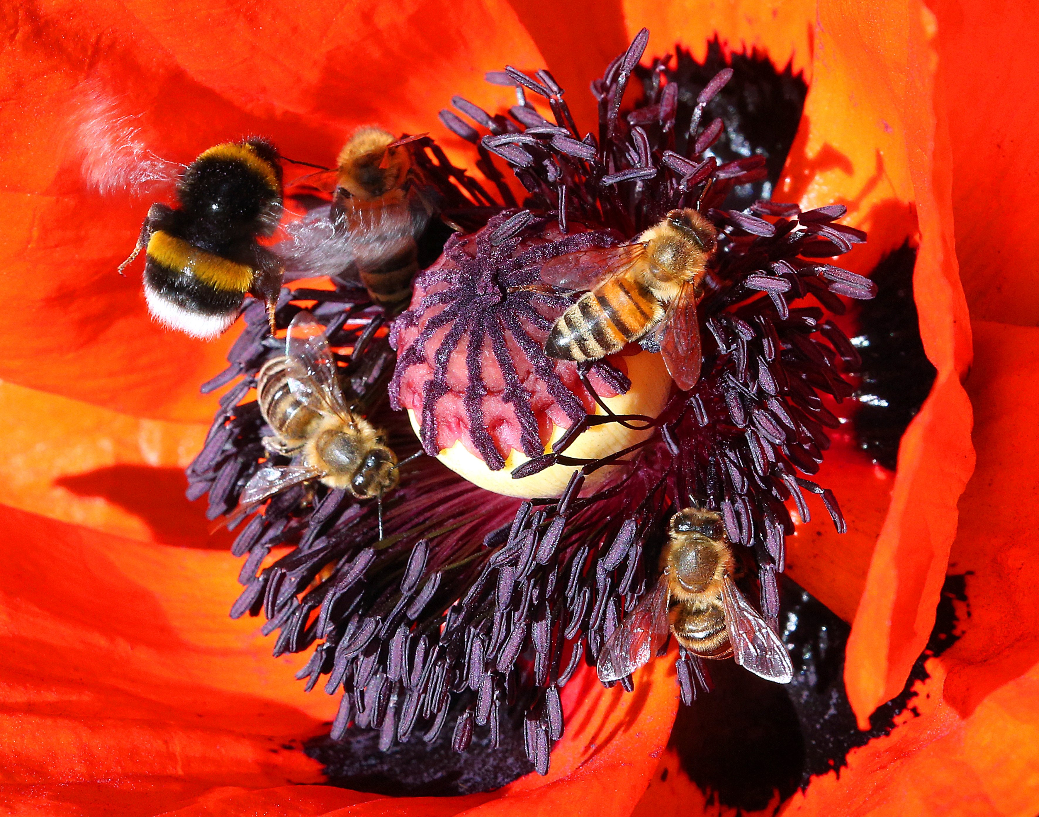 Honey bees and ground bumblebees fly to the flower of a corn poppy to obtain nectar in Berlin on June 7, 2022. The European Union is moving to crack down on imports of cheap, adulterated honey, citing concerns over European food security as well as the livelihoods of European honey producers. Photo: AP