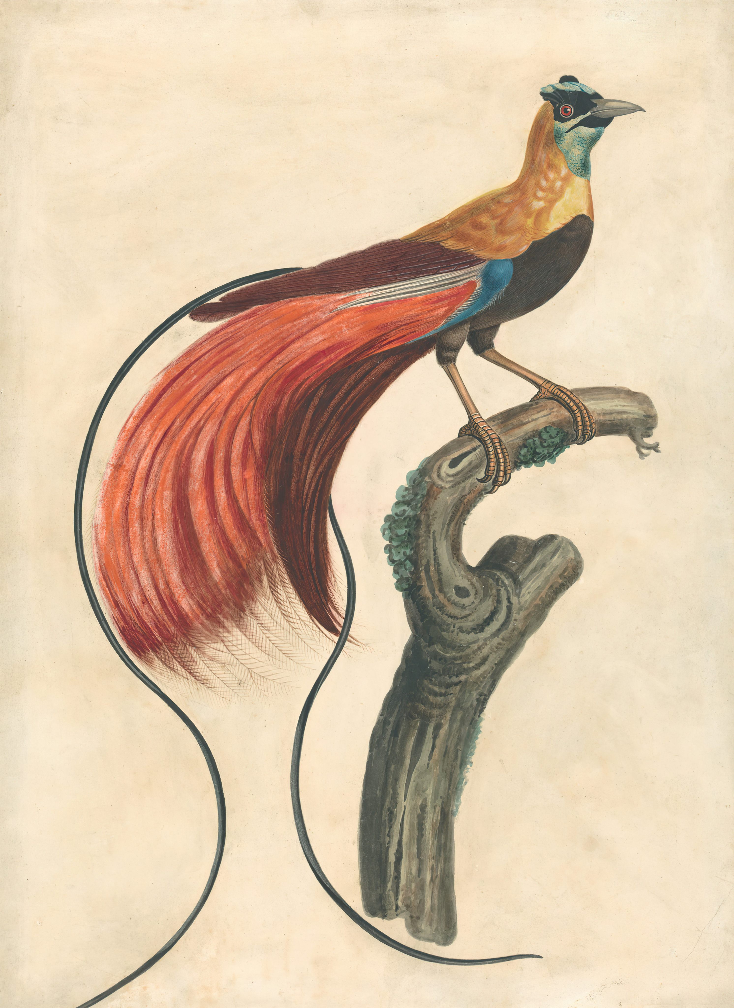 An 18th century watercolour of a red-plumed bird of paradise from New Guinea. They had long been dismissed by European naturalists as mythological, but wealthy 19th century merchant Thomas Beale had several in his Macau aviary for visitors to admire. Photo: Getty Images