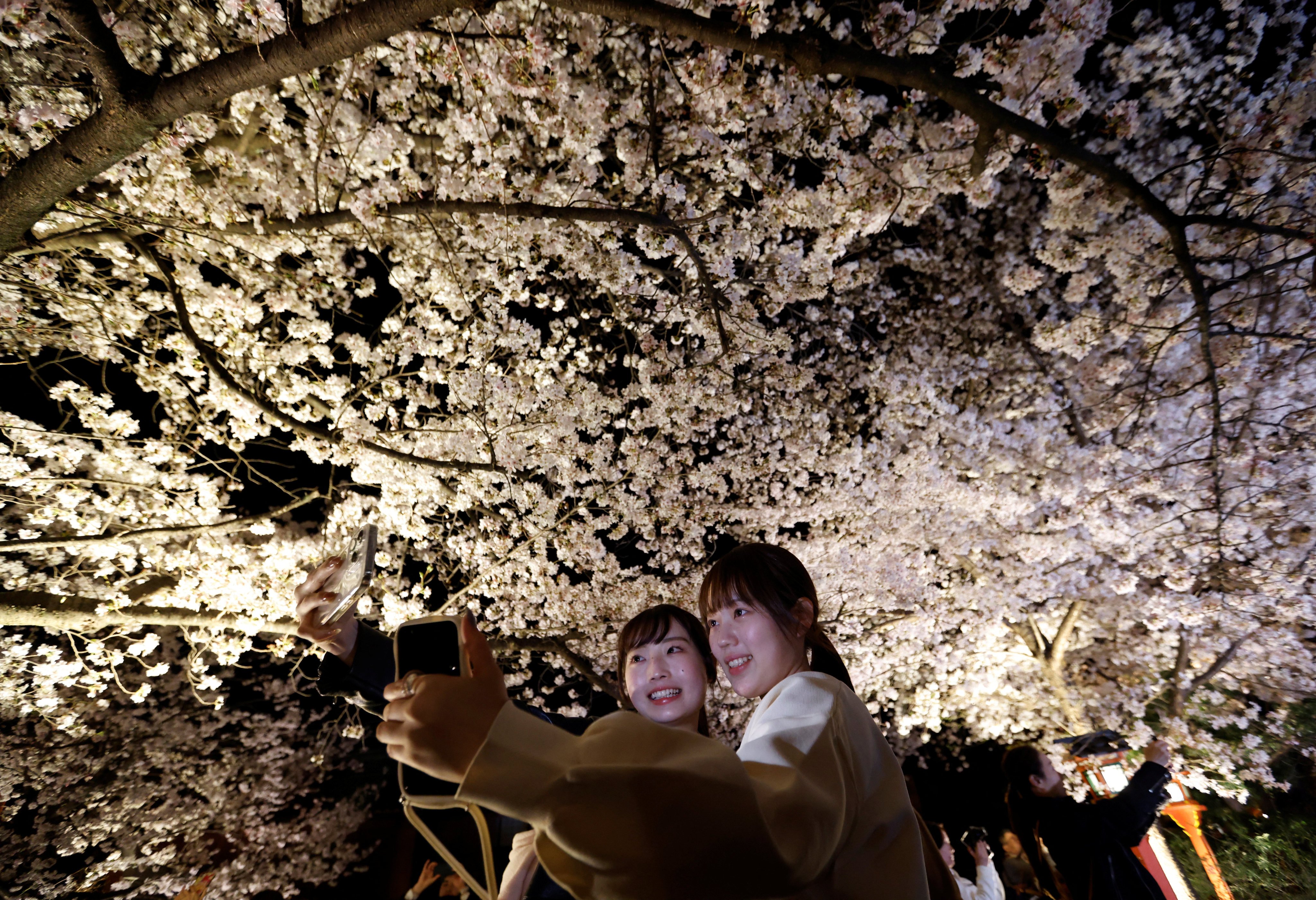 Tourists take a selfie under blooming cherry blossoms in Kyoto, Japan. Photo: Reuters