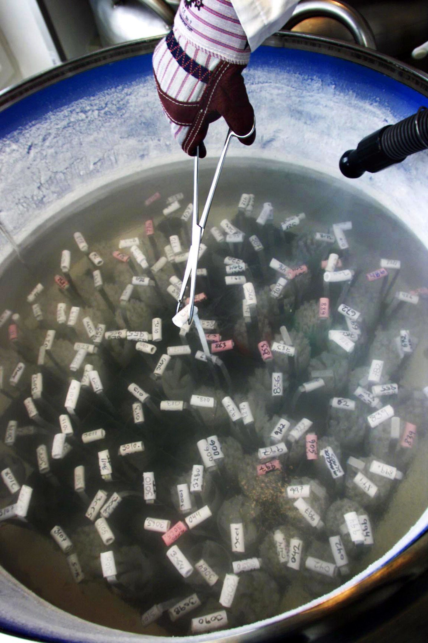 Frozen semen is kept in a tank at the Cryos sperm bank in Denmark in August 2002. Photo: AFP