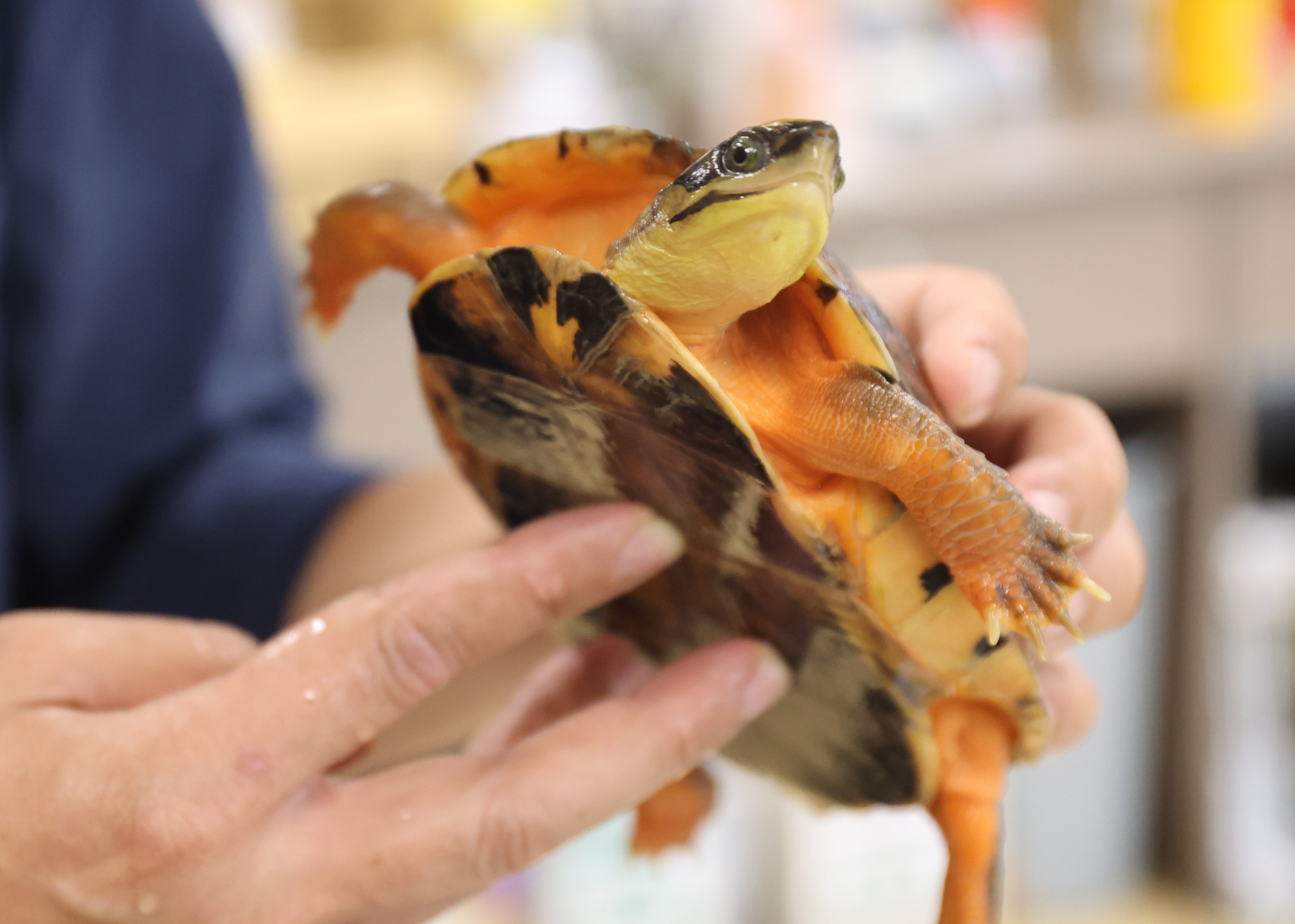 A golden coin turtle, a popular poaching target, is seen at Lingnan University, Hong Kong, on April 14. Photo: Edmond So