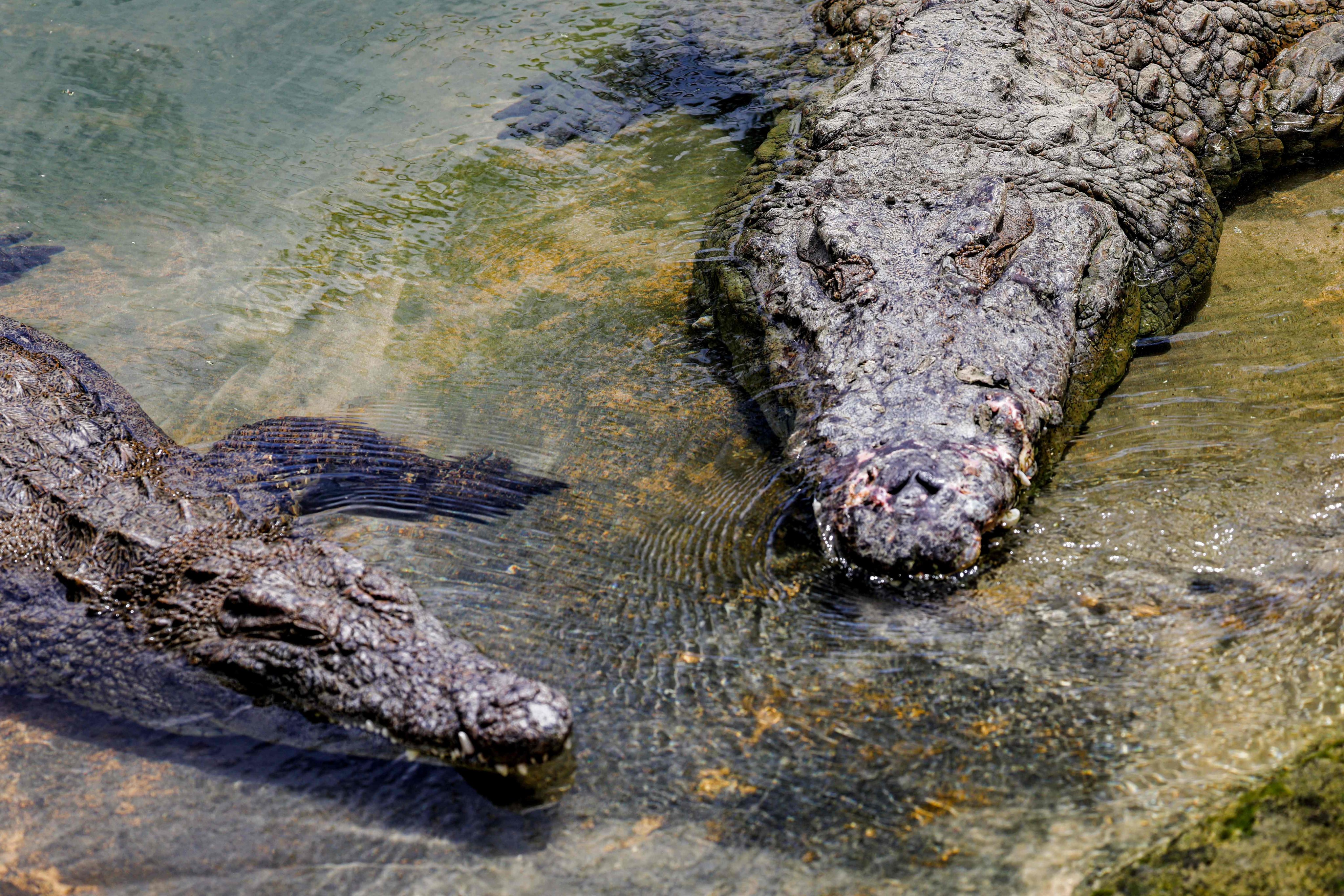A man in Australia shooed away a crocodile to fish. Then 2 of them ate him