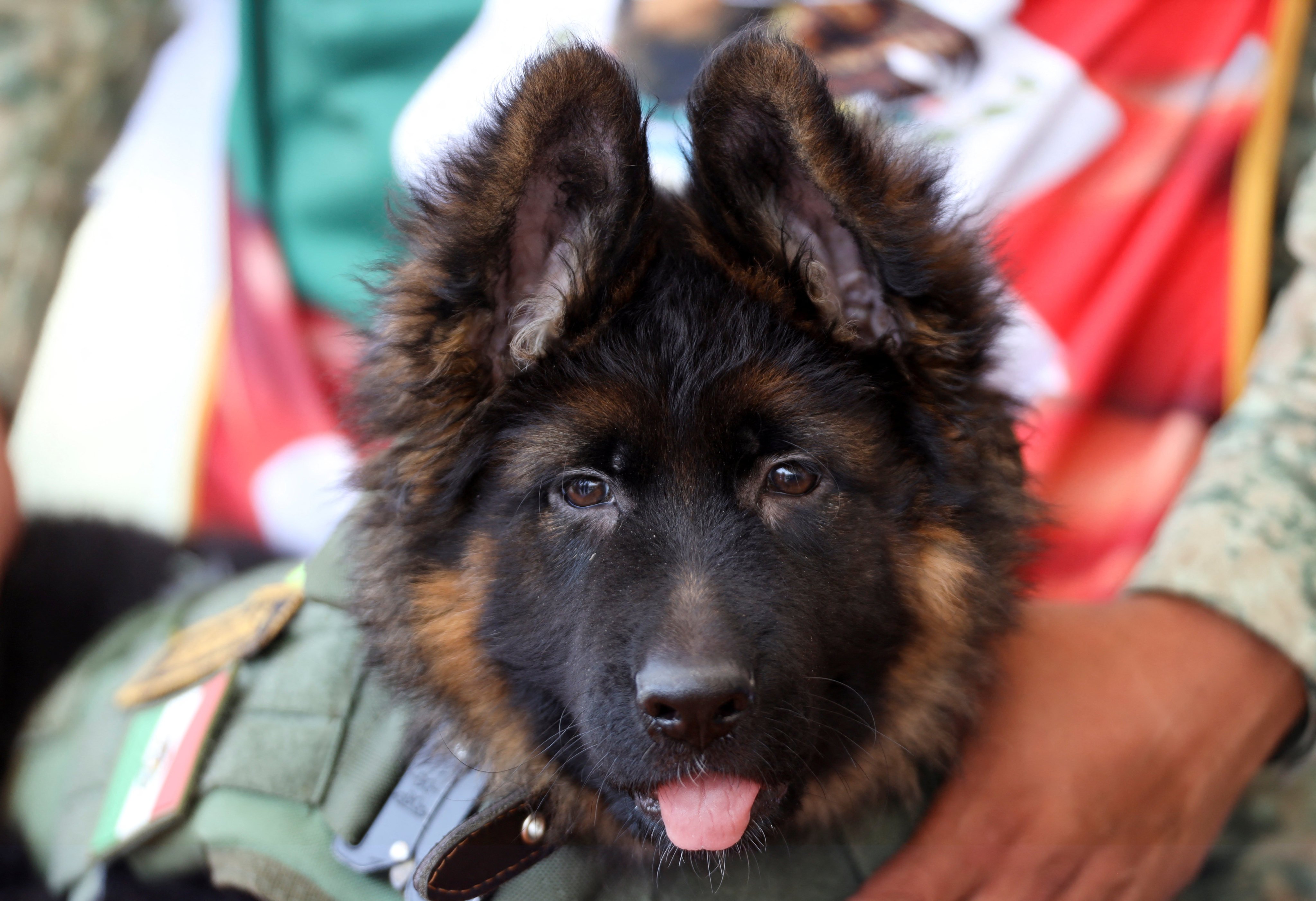 German shepherd puppy Arkadas is held by a soldier at a military base in Mexico City on Wednesday. Photo: Reuters