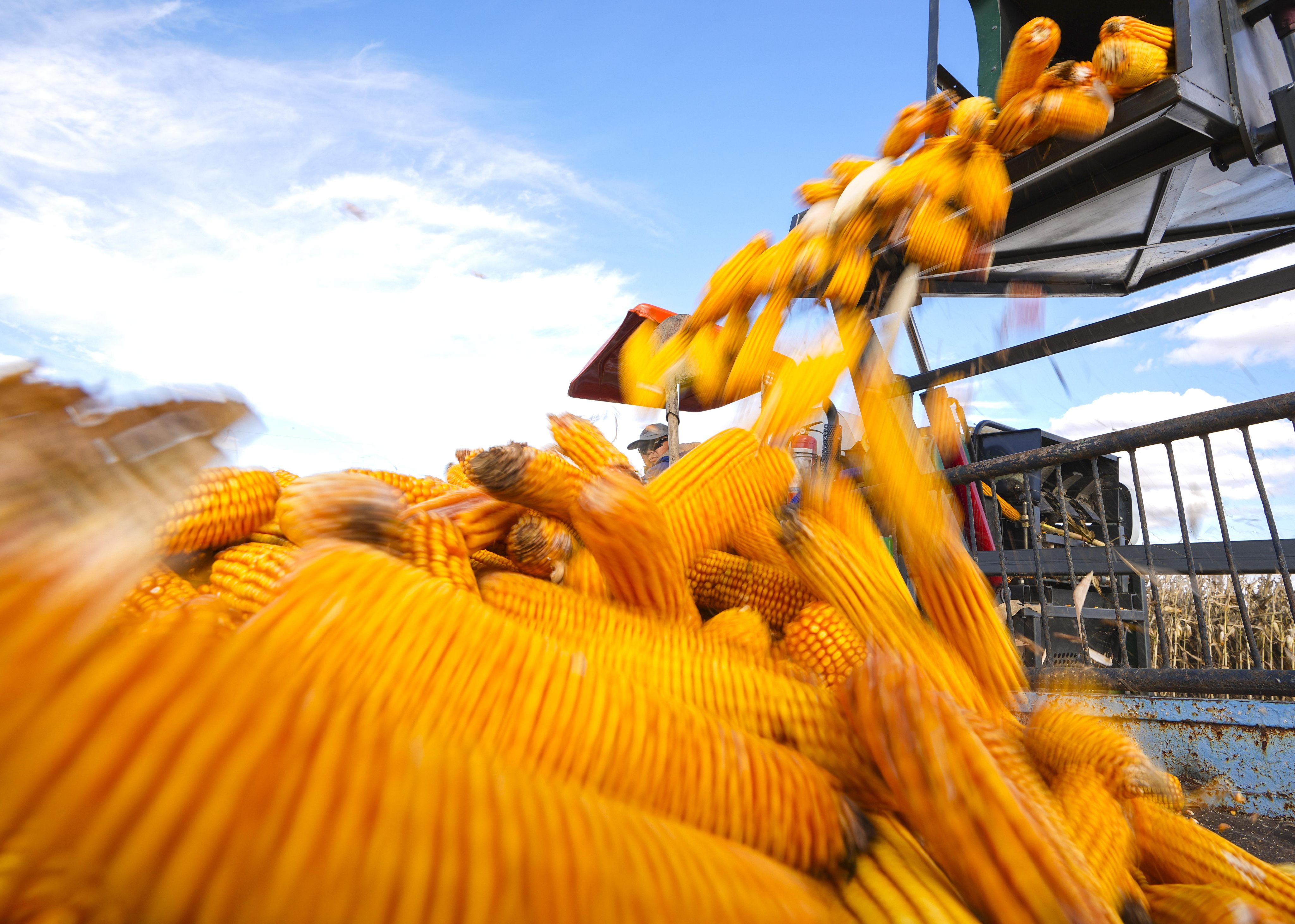 China has received its first shipment of South African corn, and that’s just the beginning. Photo: Xinhua