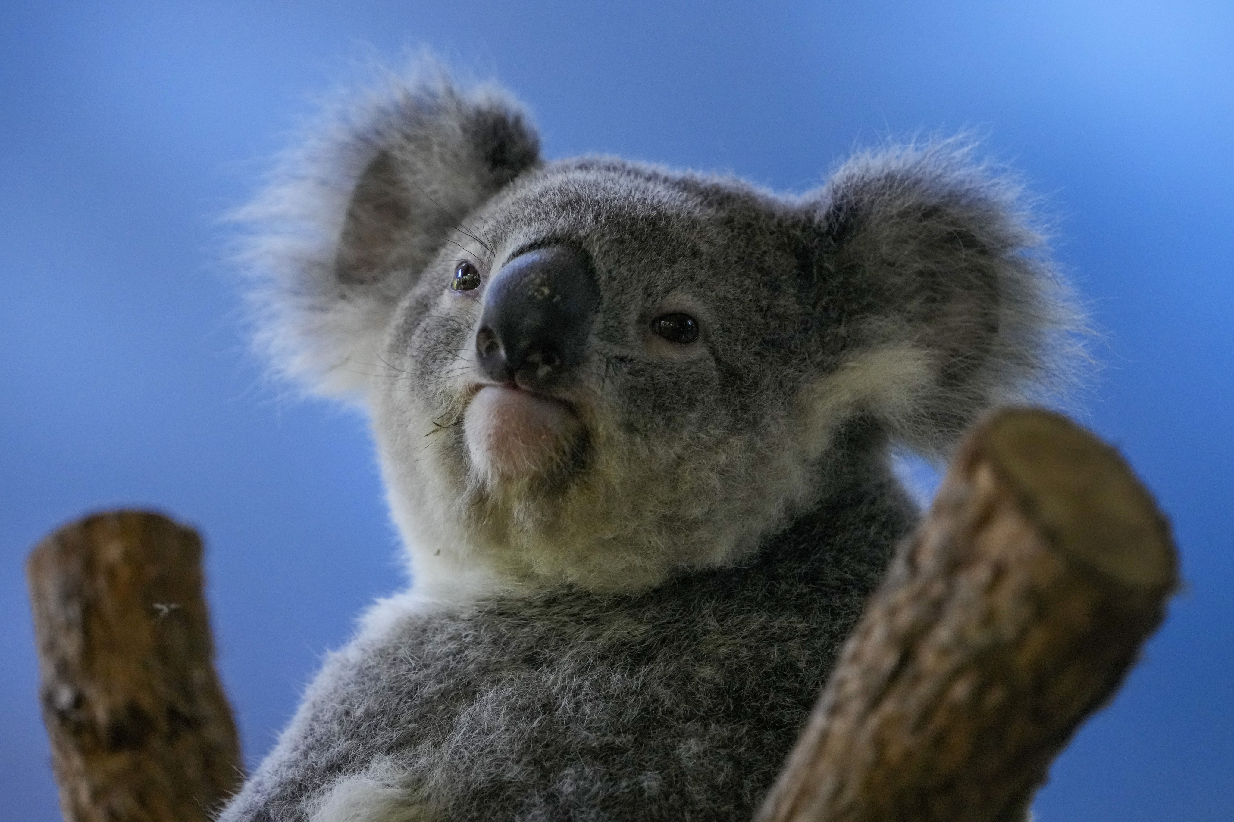 Devastating': Australian scientists race to save endangered wild koalas  from chlamydia