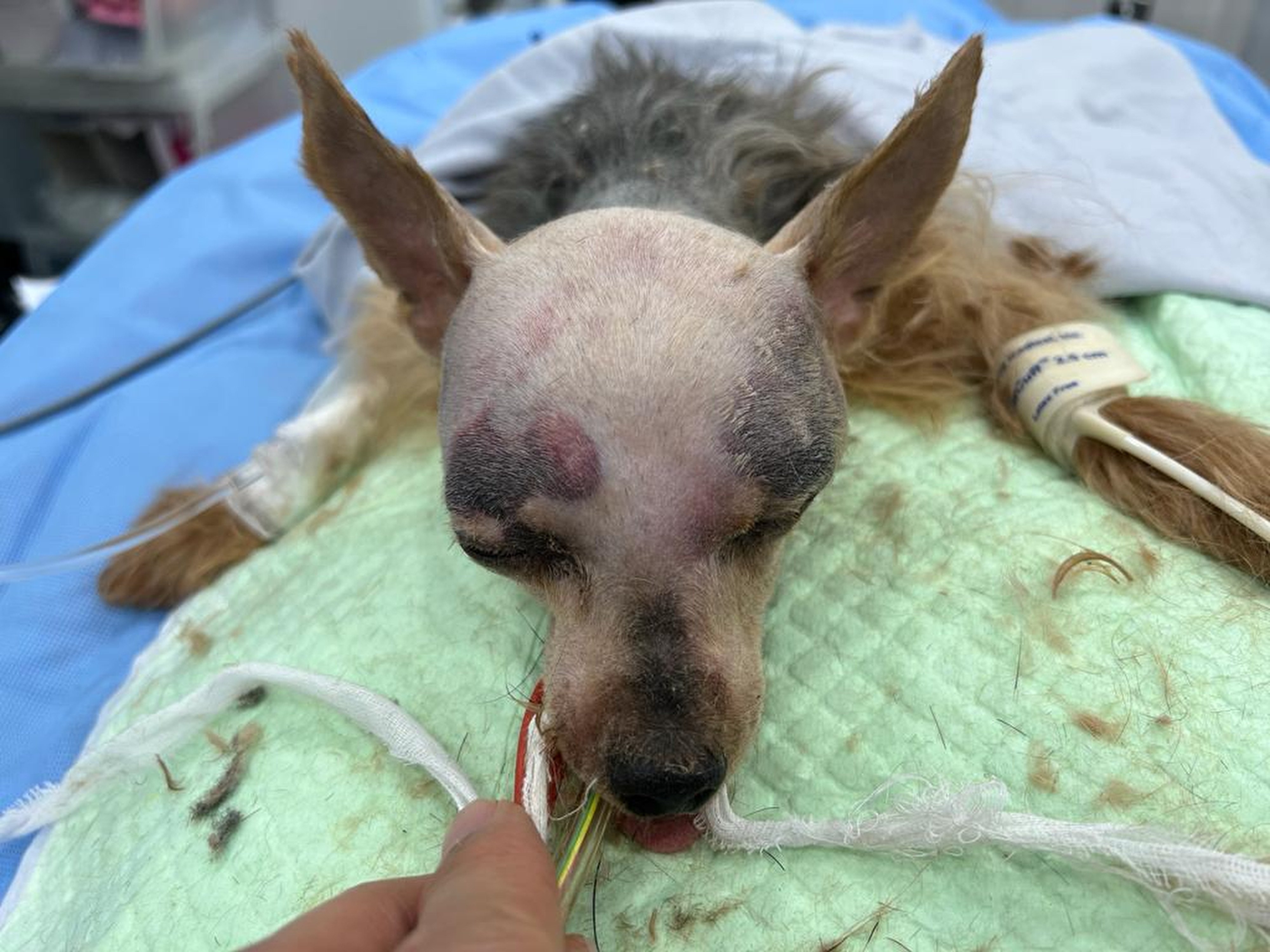 The terrier required immediate surgery after it was brought to an animal charity. Photo: Facebook/Non-Profit Making Veterinary Services Society