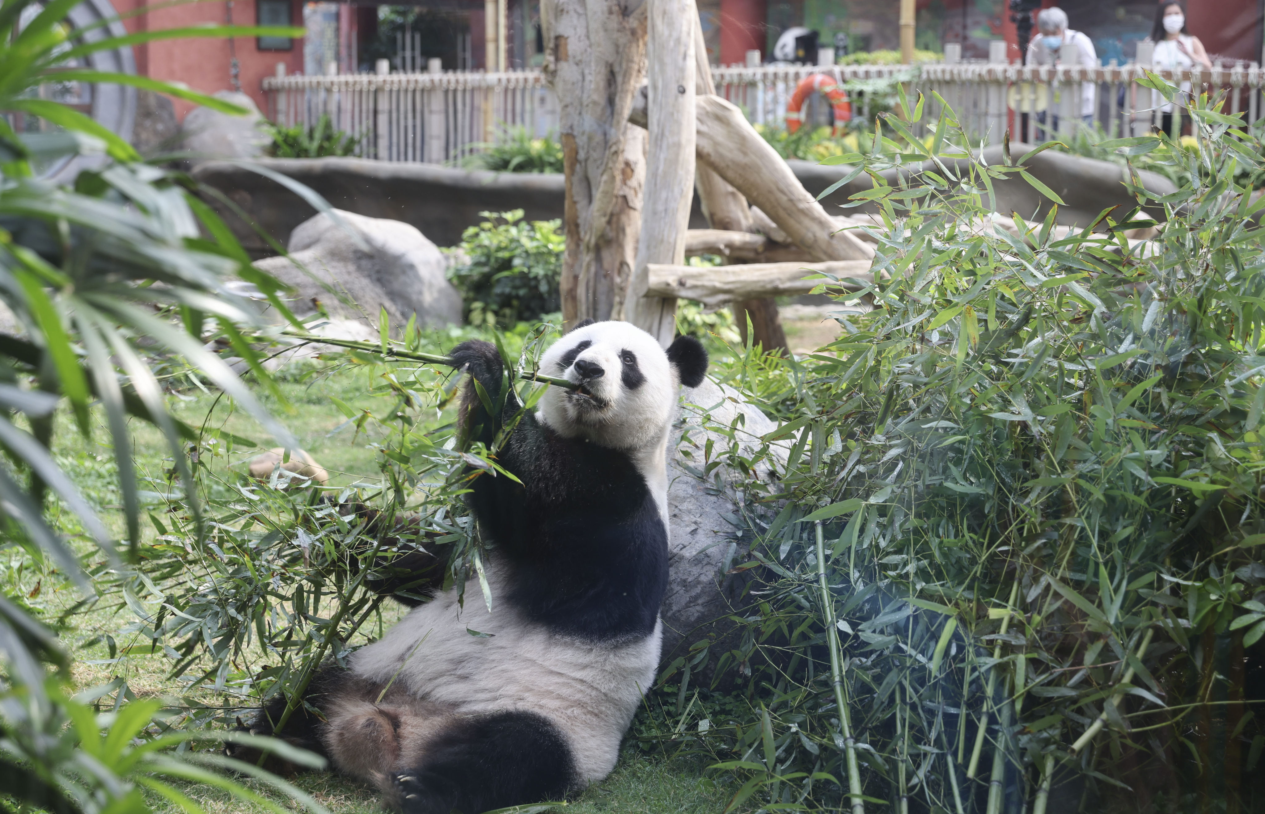 Giant panda Ying Ying, 17, at Ocean Park. Photo: Yik Yeung-man