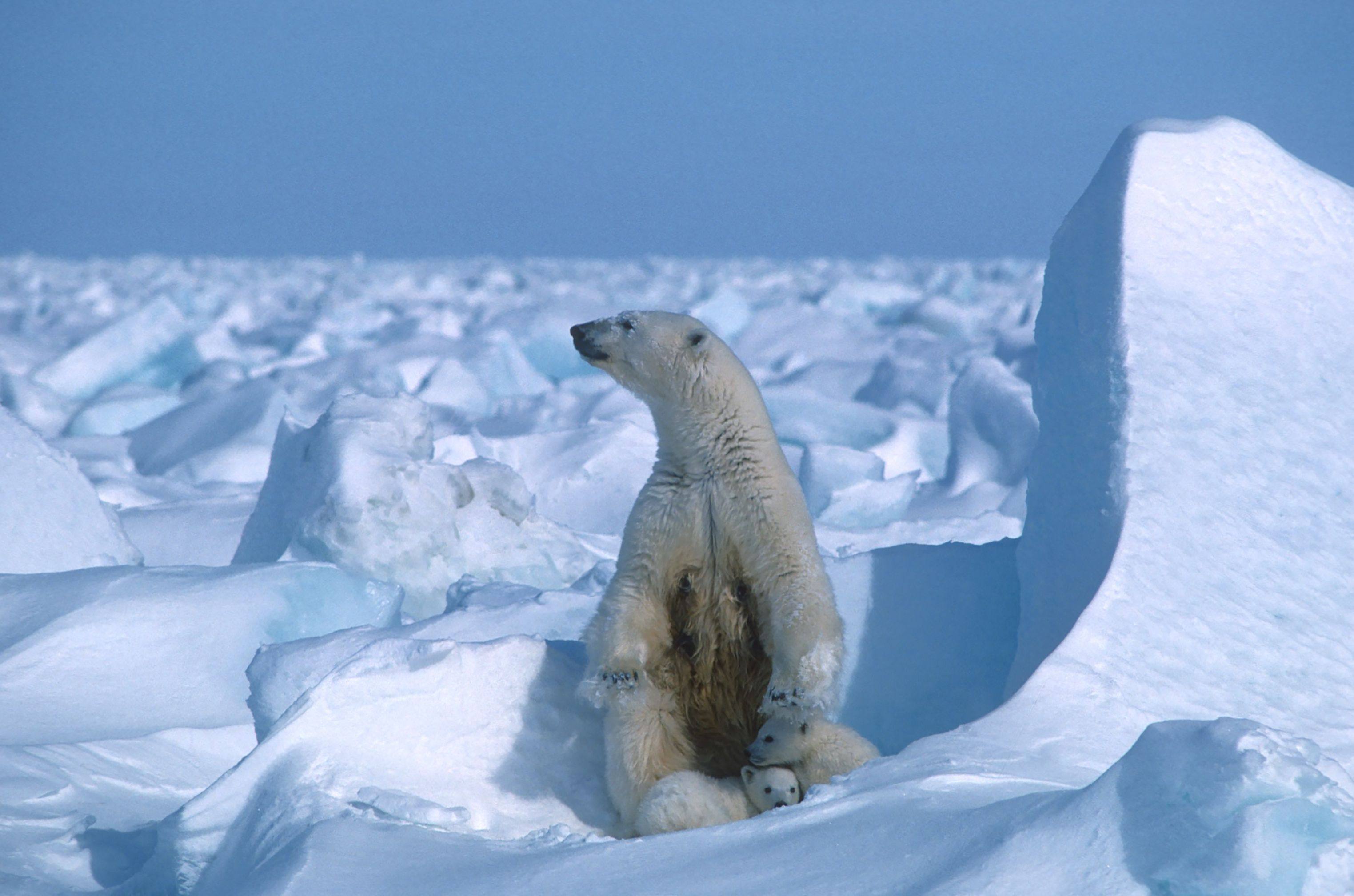 The Arctic Council carries out important research, including on polar bears. Photo: AFP