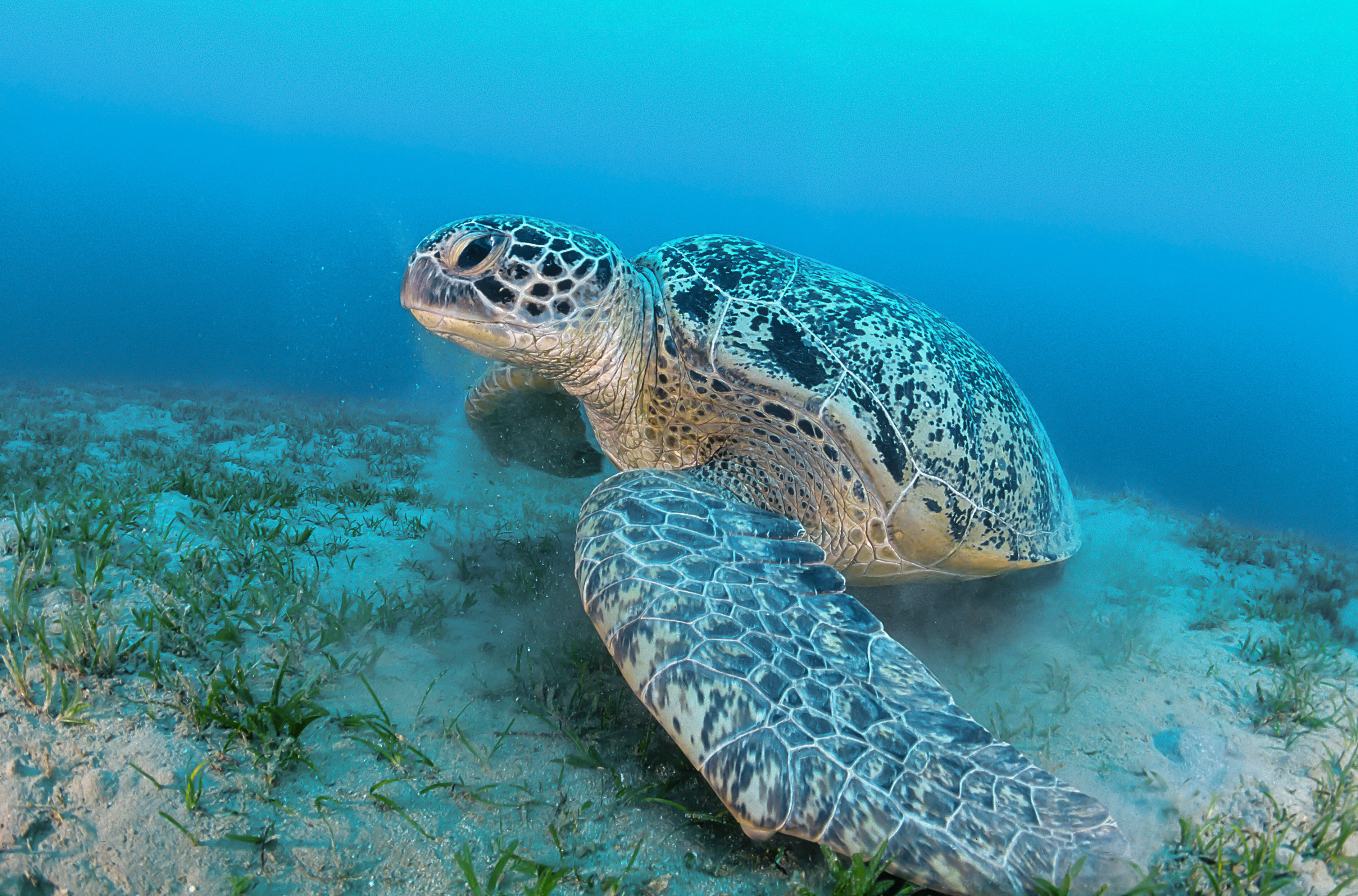 A huge green sea turtle feeds on sea grass in shallow water in the Red Sea, near Egypt, on April 21, 2020. Here’s a history of the words turtle, tortoise and terrapin ahead of World Turtle Day. Photo: Getty Images