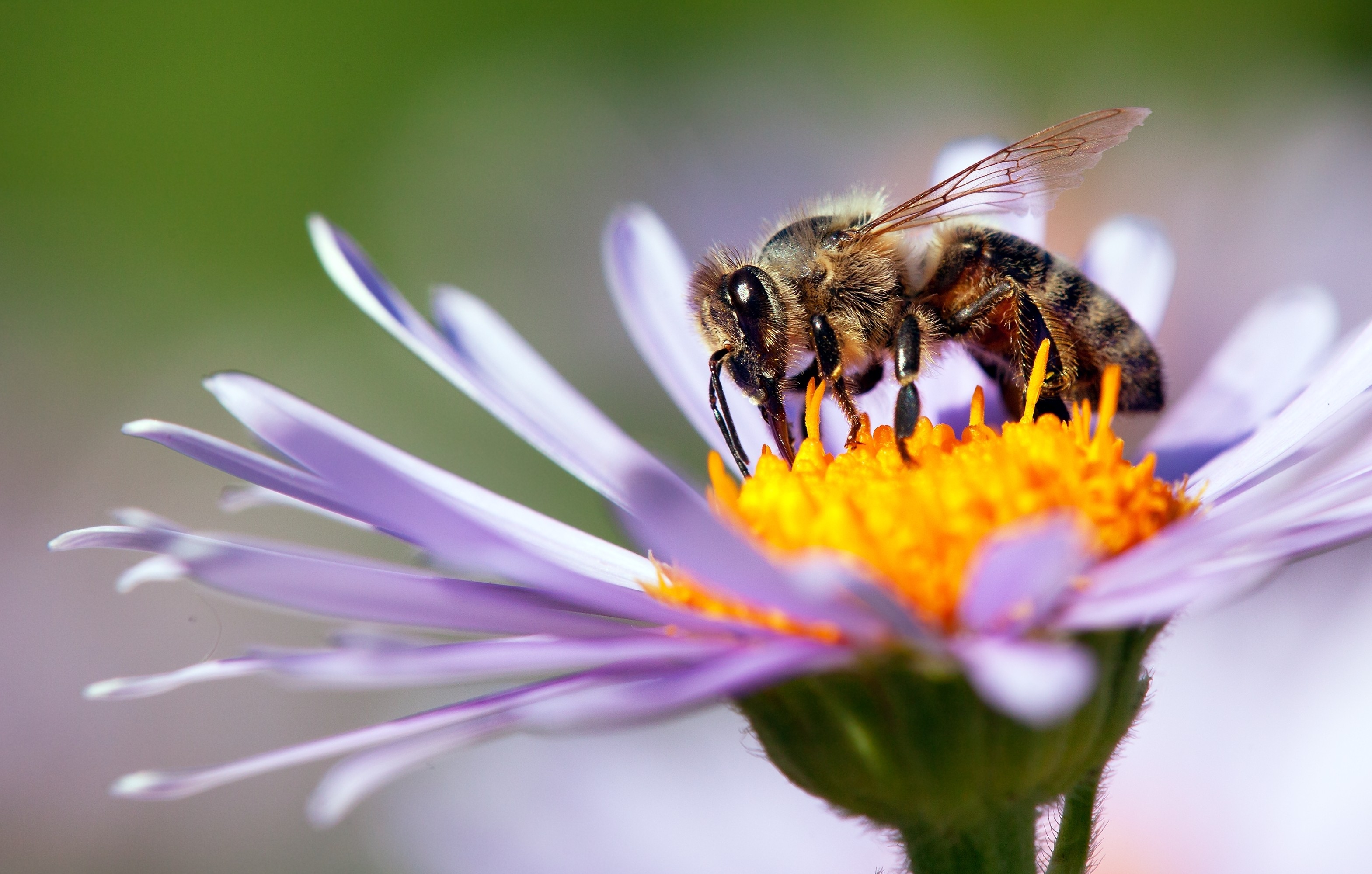 Island beekeepers stung by fear of imported bees - Victoria Times