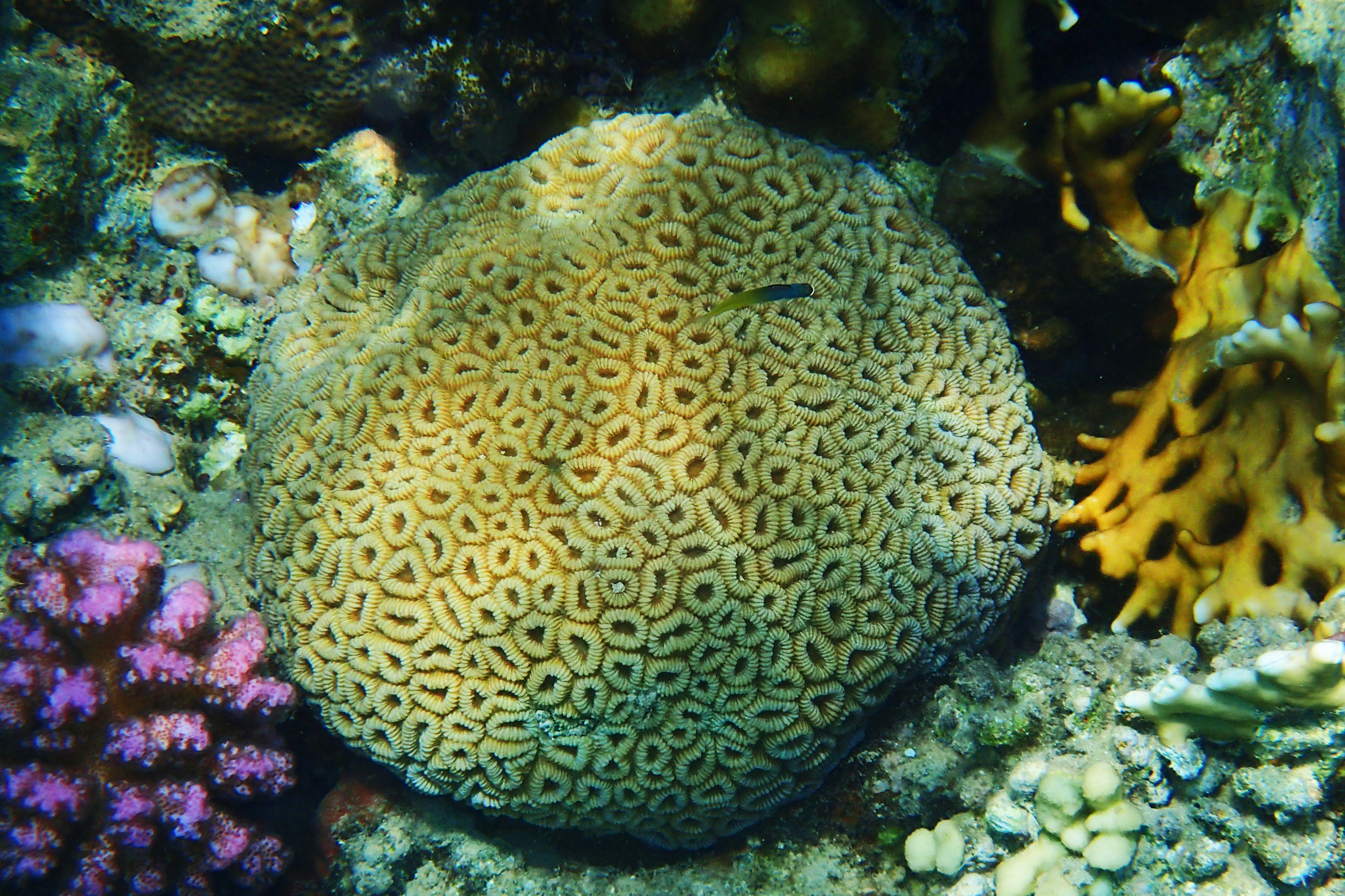 The species identified as possibly at risk include Favia favus (pictured), a type of hard corals commonly found in Hong Kong waters. Photo: Shutterstock