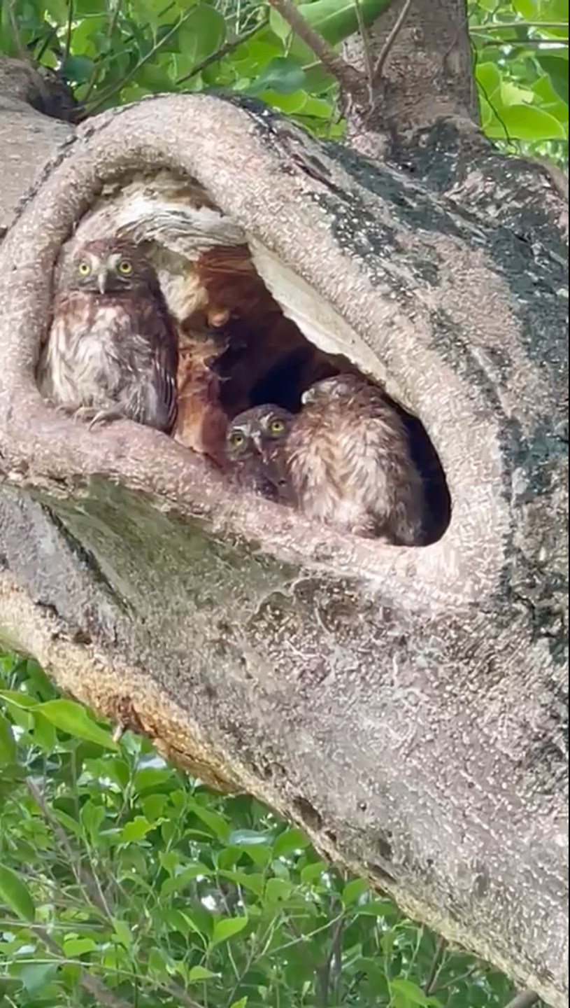 The Hong Kong Golf Club has shared a video showing five baby owls in a tree on the Fanling golf course, saying the area is an important breeding ground for the birds in another attempt to halt the government’s plan to build public housing on the site. Photo: Hong Kong Golf Club