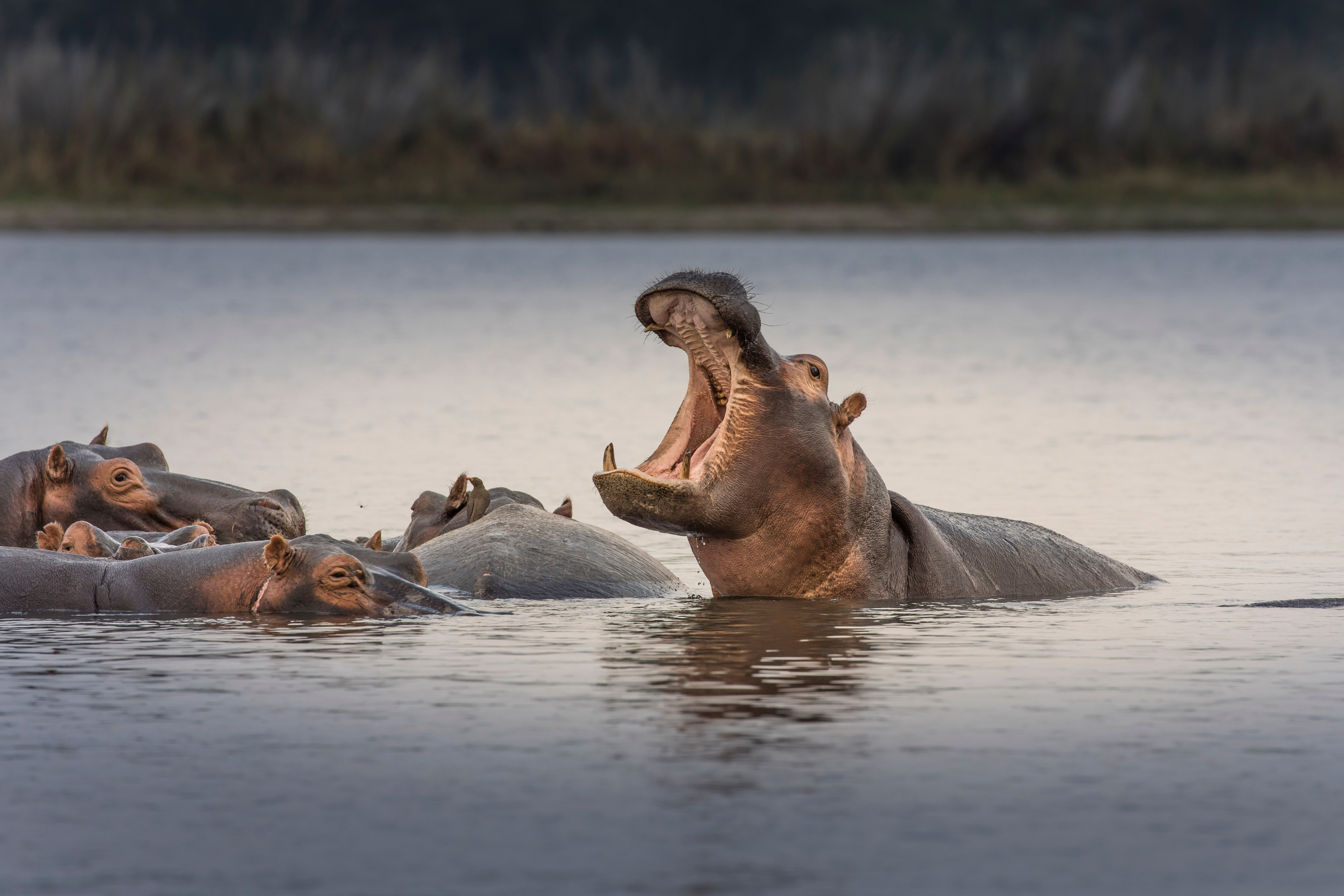 Hippos are seen in Malawi’s Liwonde National Park. Photo: Shutterstock