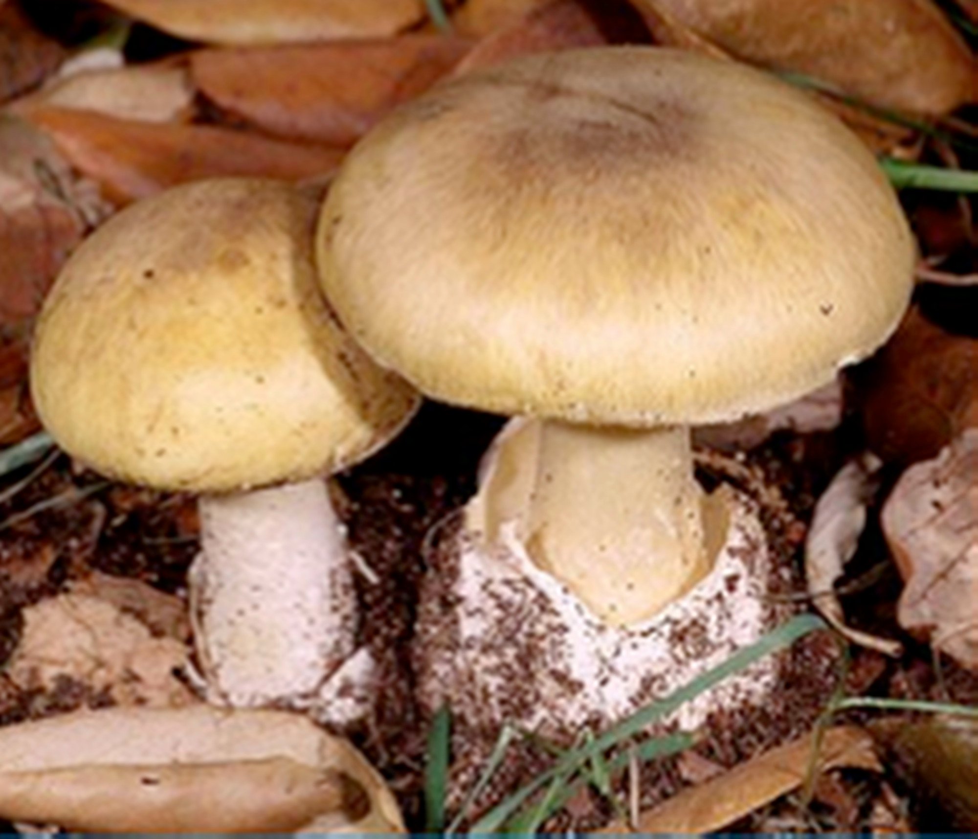 The Worlds Deadliest Mushroom The Death Cap May Finally Have An Antidote Thanks To Chinese 8466