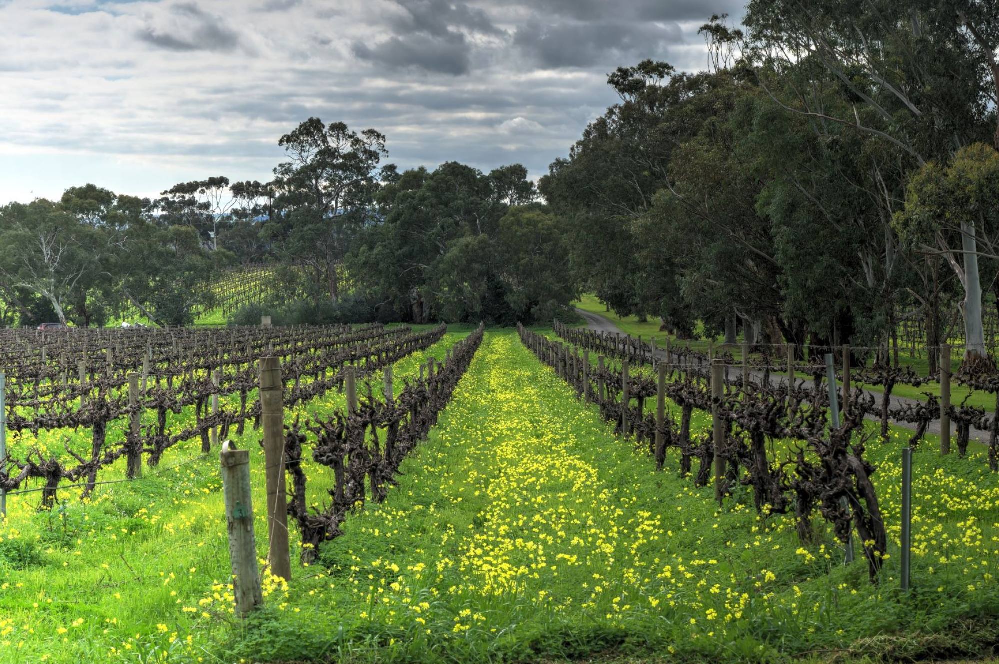 ‘There are cow horns with poo’: a vineyard tour of McLaren Vale, centre ...