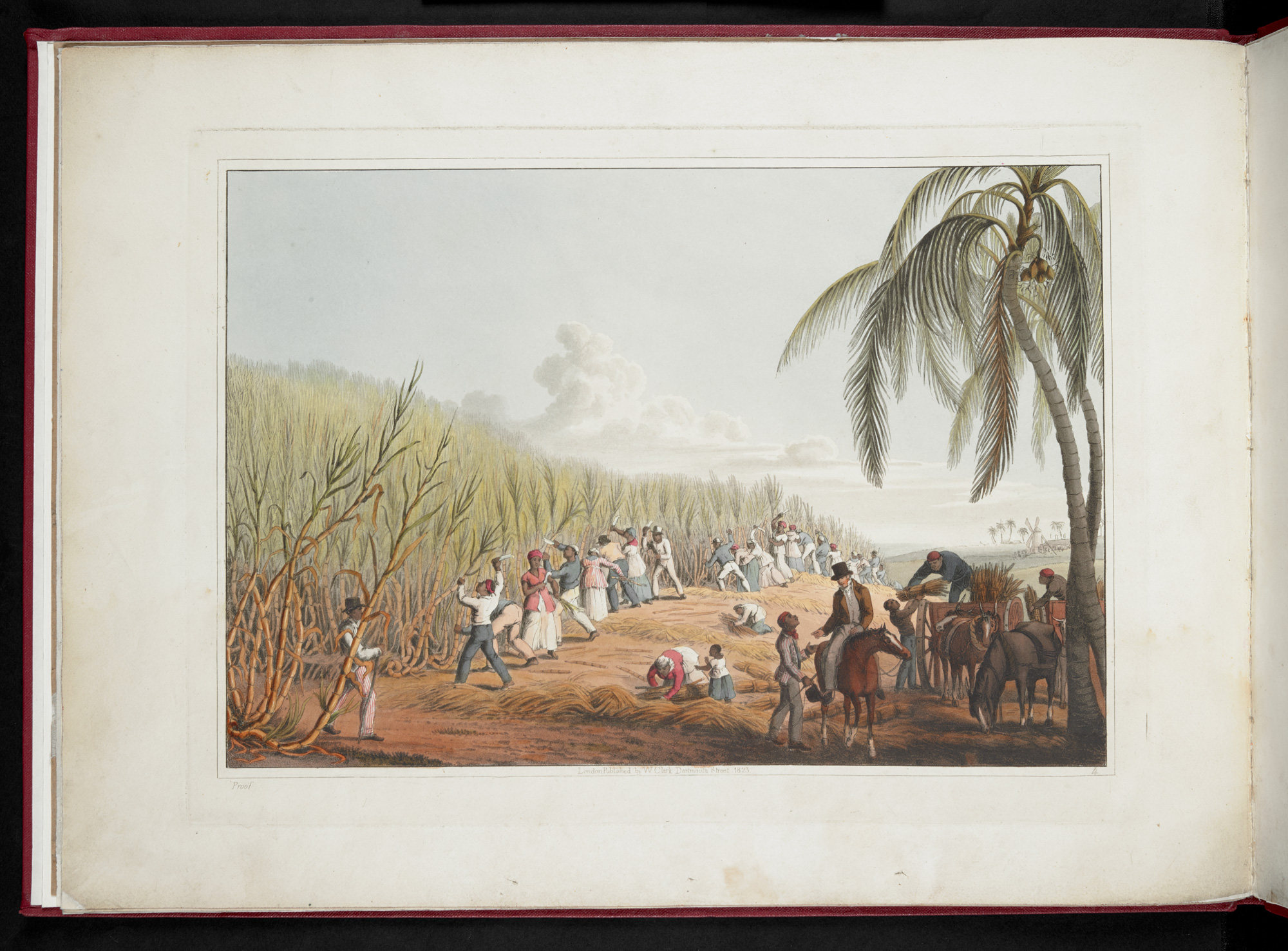 A painting by 19th century British artist William Clark shows slaves cutting sugar cane in Antigua, which Britain colonised in 1632. Credit: British Library