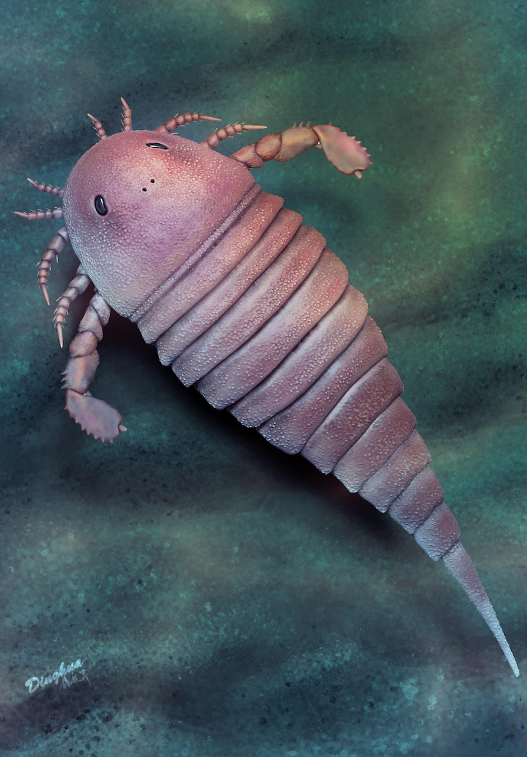 giant sea scorpion fossil