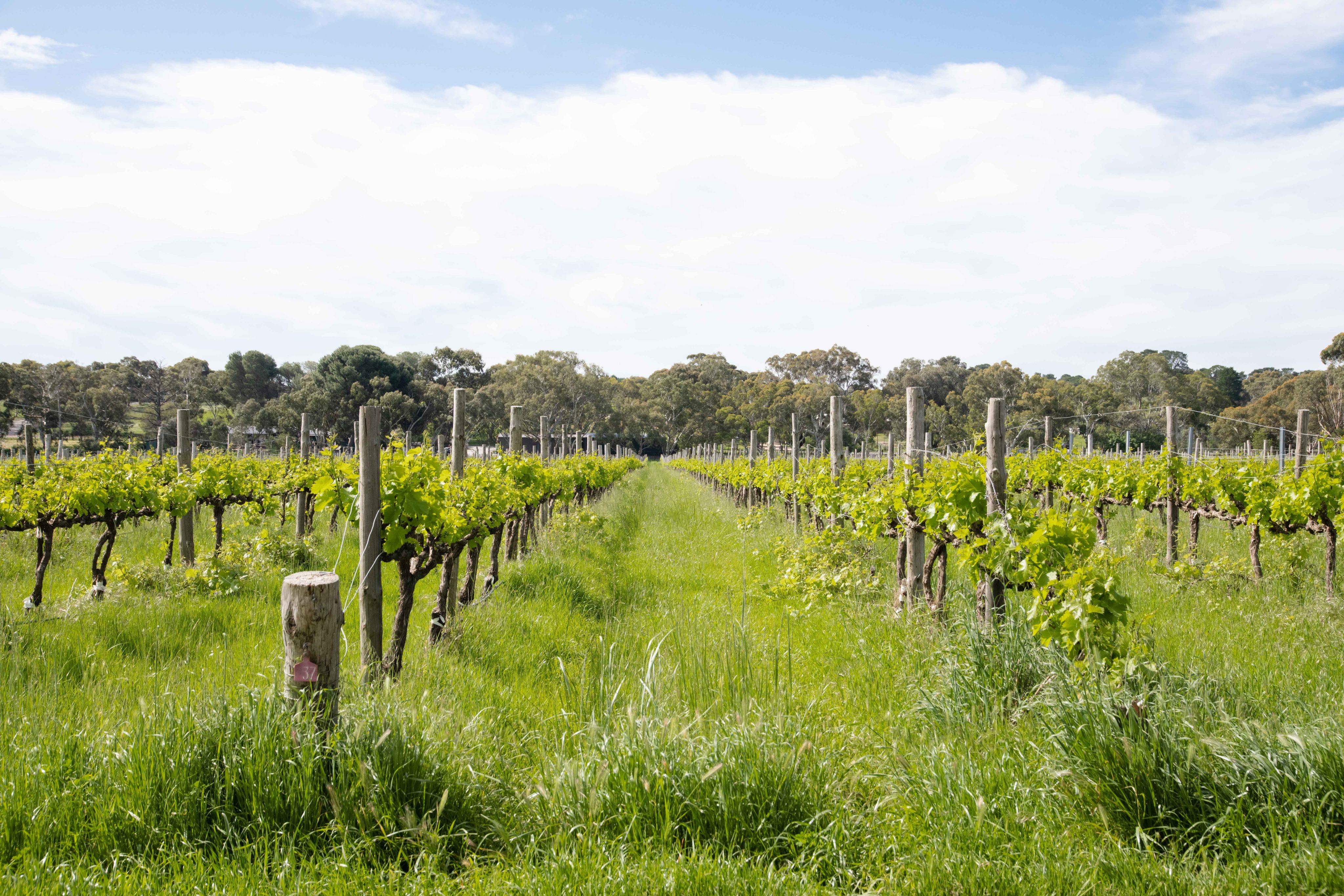 Biodynamcically grown vines at Hither &  Yon, McLaren Vale, South Australia. Photo:  Hither & Yon