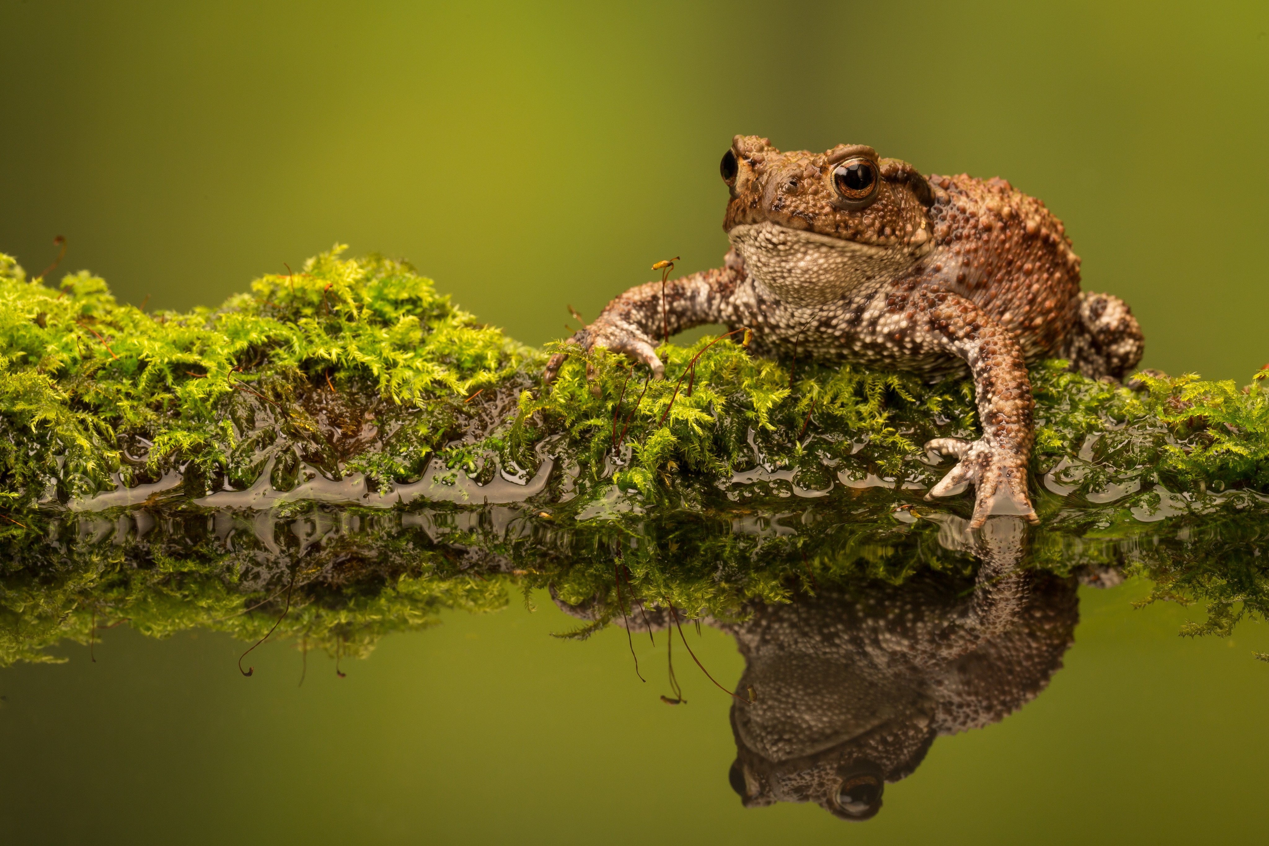 A common toad (above). George Orwell wrote an essay, “Some Thoughts On The Common Toad”, and the nocturnal choruses of a related animal, the bullfrog, prompt some thoughts in a Hong Kong writer, and some solace. Photo: Getty Images