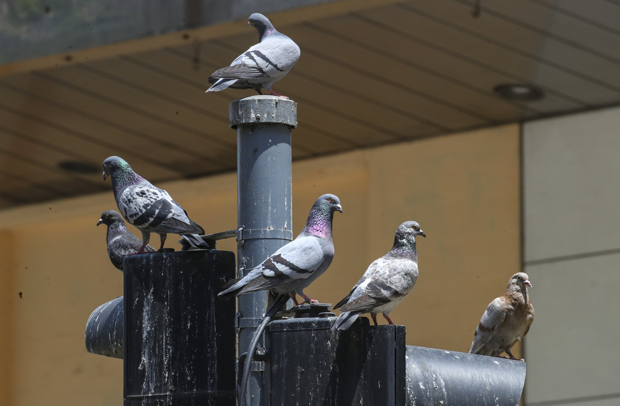 Hong Kong’s proposed ban on pigeon feeding and HK$100,000 fine ruffle ...