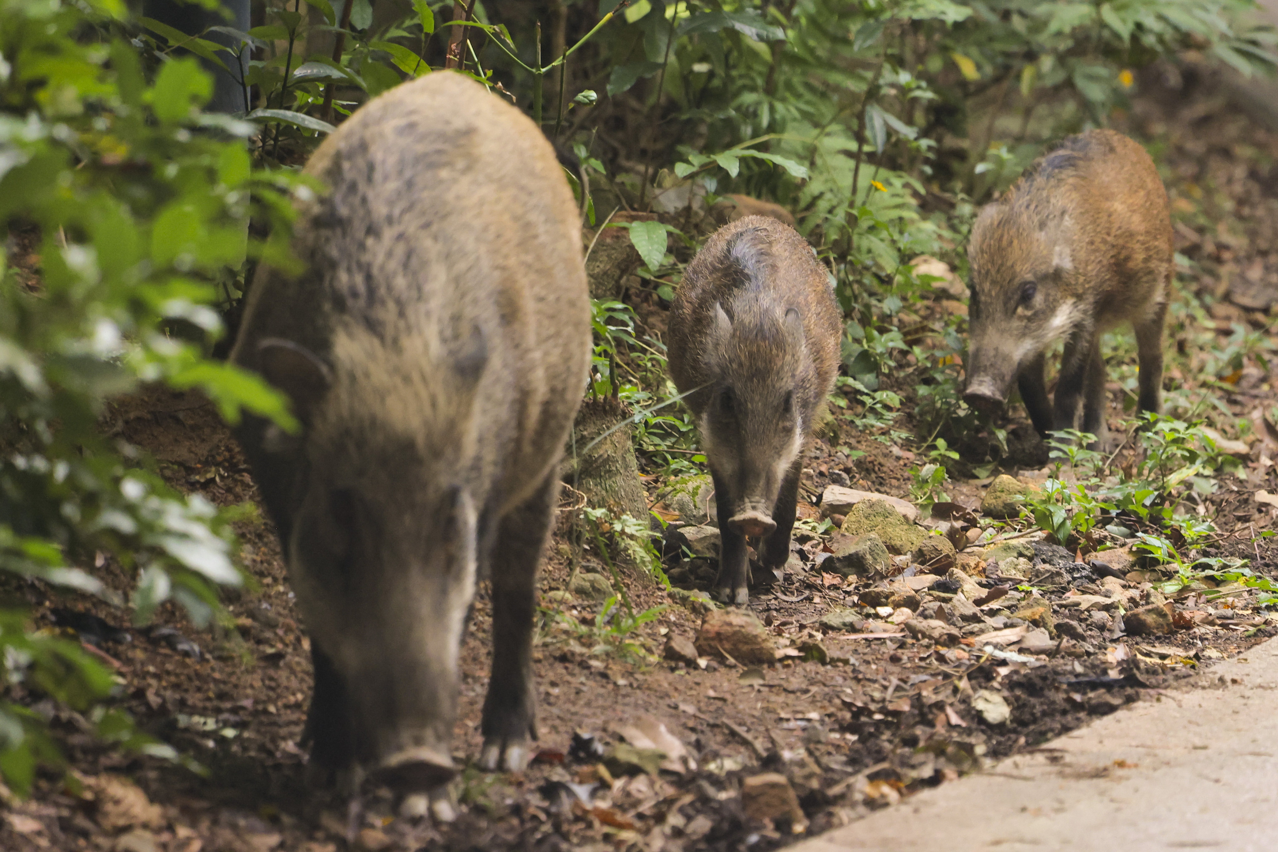 Experts warn wild boar sightings and nuisance reports in urban areas have not reduced significantly. Photo: Jelly Tse