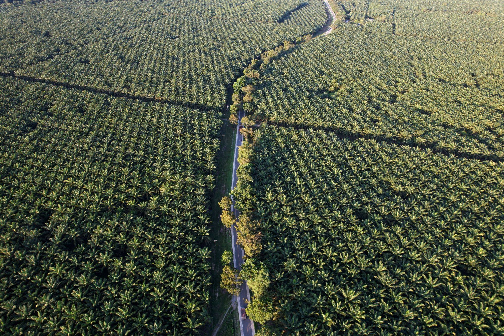 A palm oil plantation in Luwu Timur Regency, South Sulawesi, Indonesia. Photo: Bloomberg