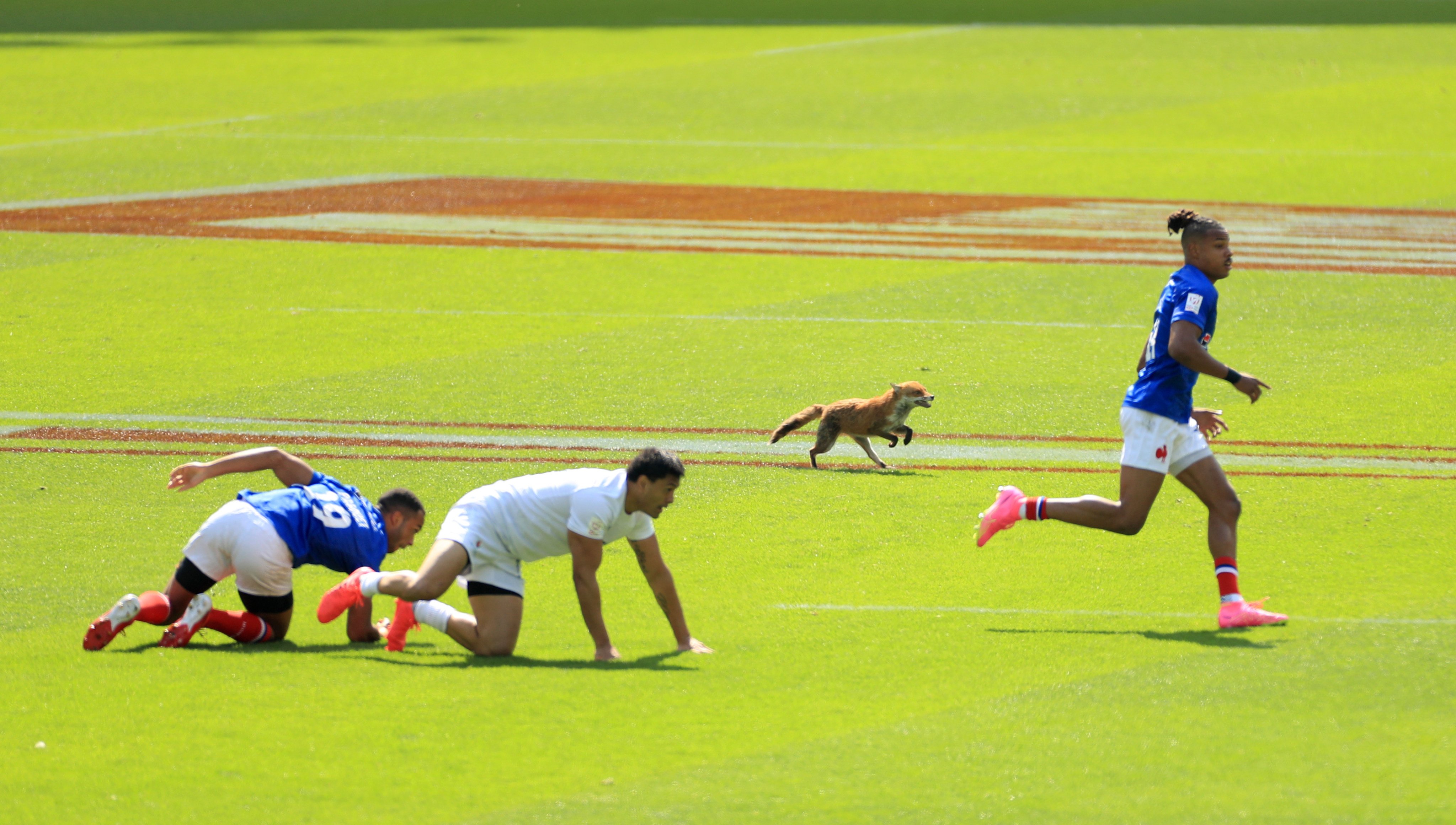 A fox is seen running on the pitch during the HSBC World Rugby Sevens Series at Twickenham Stadium. Photo: dpa