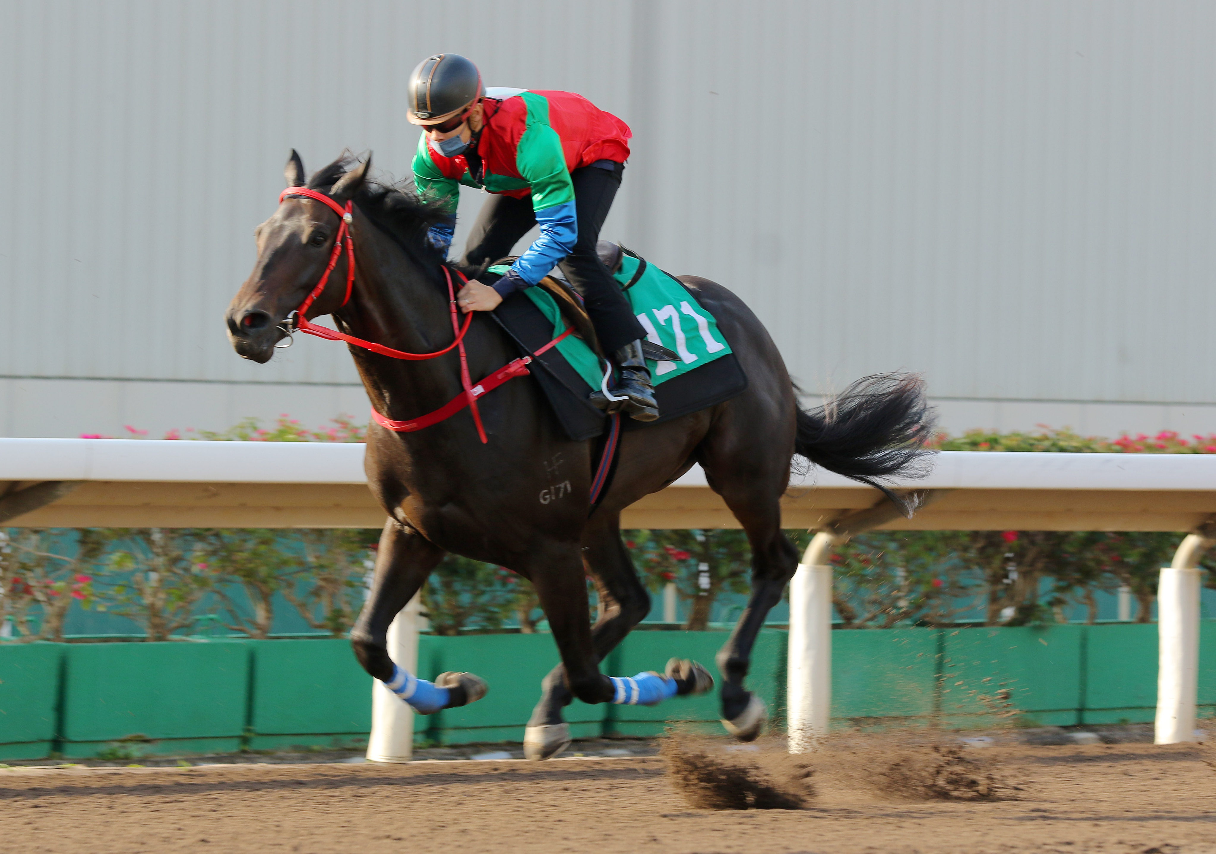 Derek Leung partners Money Catcher in a trial during his four-year-old season. Photo: Kenneth Chan