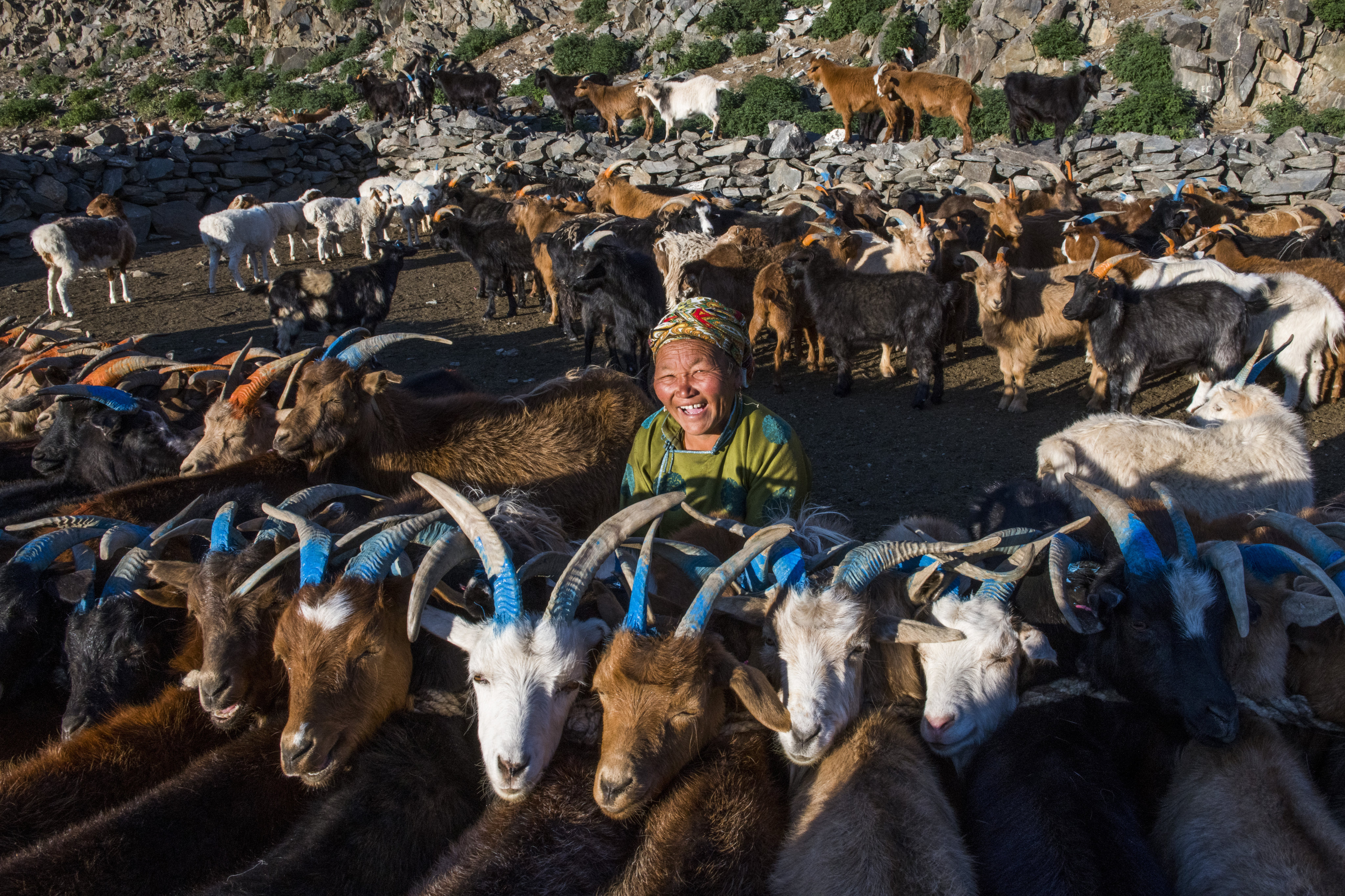 Mongolia has got the goats if investors want to cash in on cashmere. Getty Images